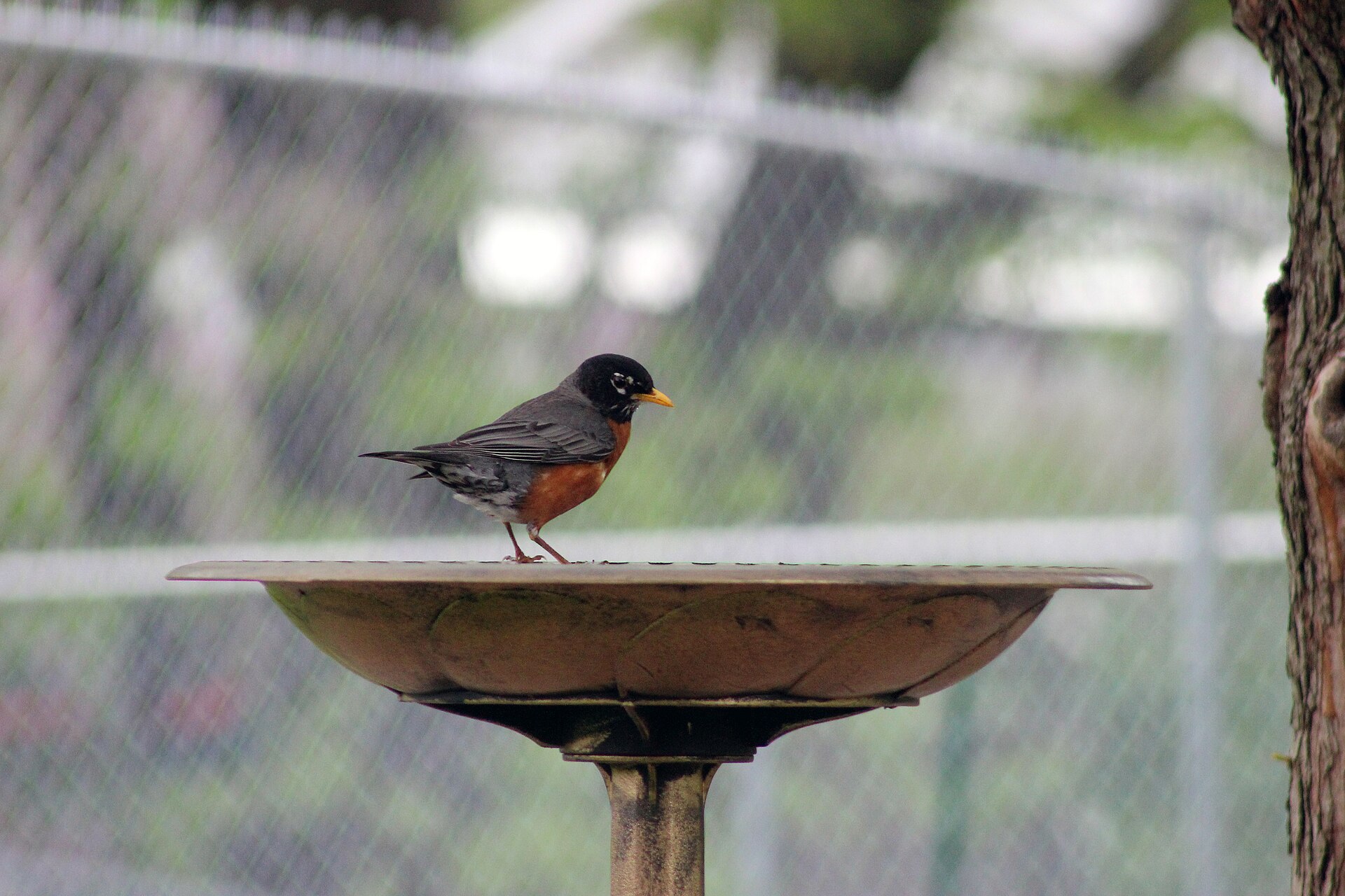 Why Are No Birds Coming to My New Feeder?