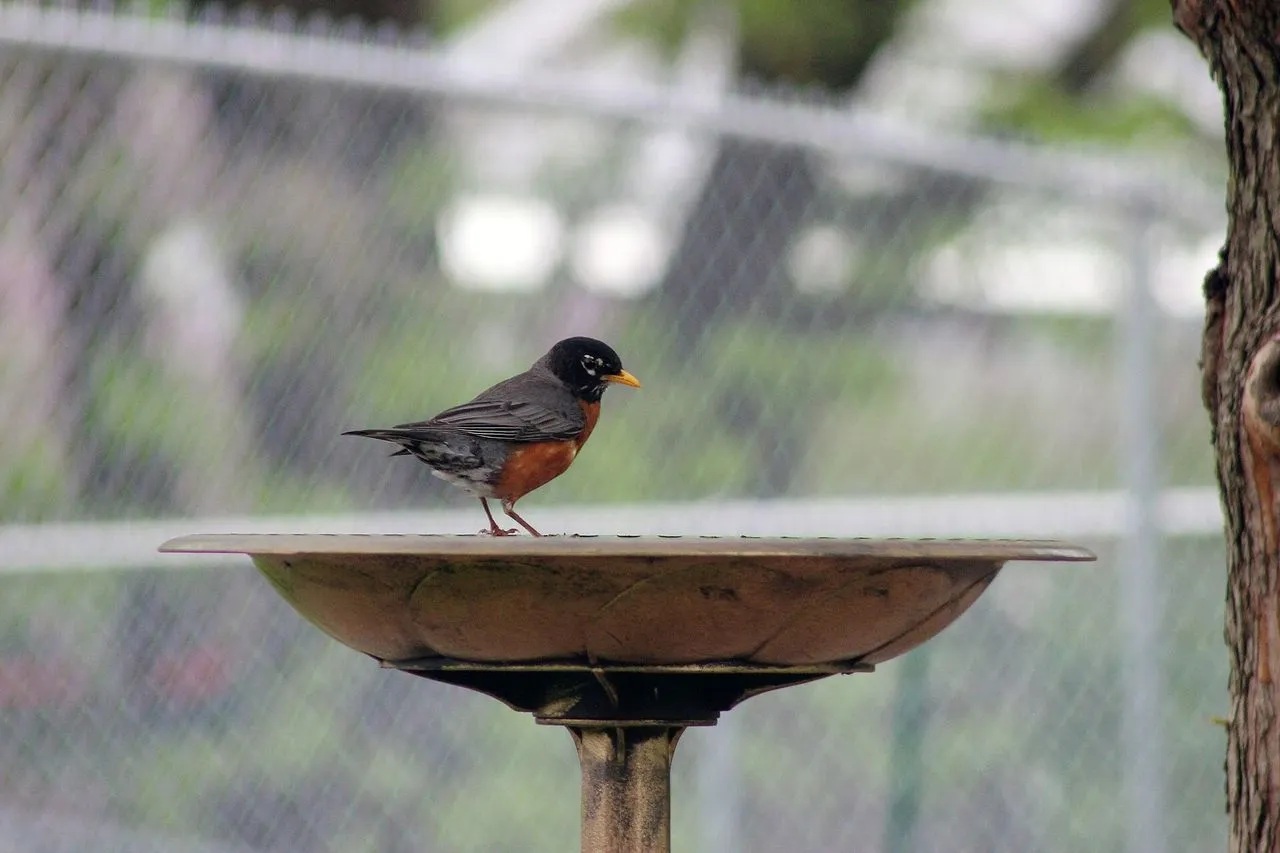 Why Are No Birds Coming to My New Feeder?
