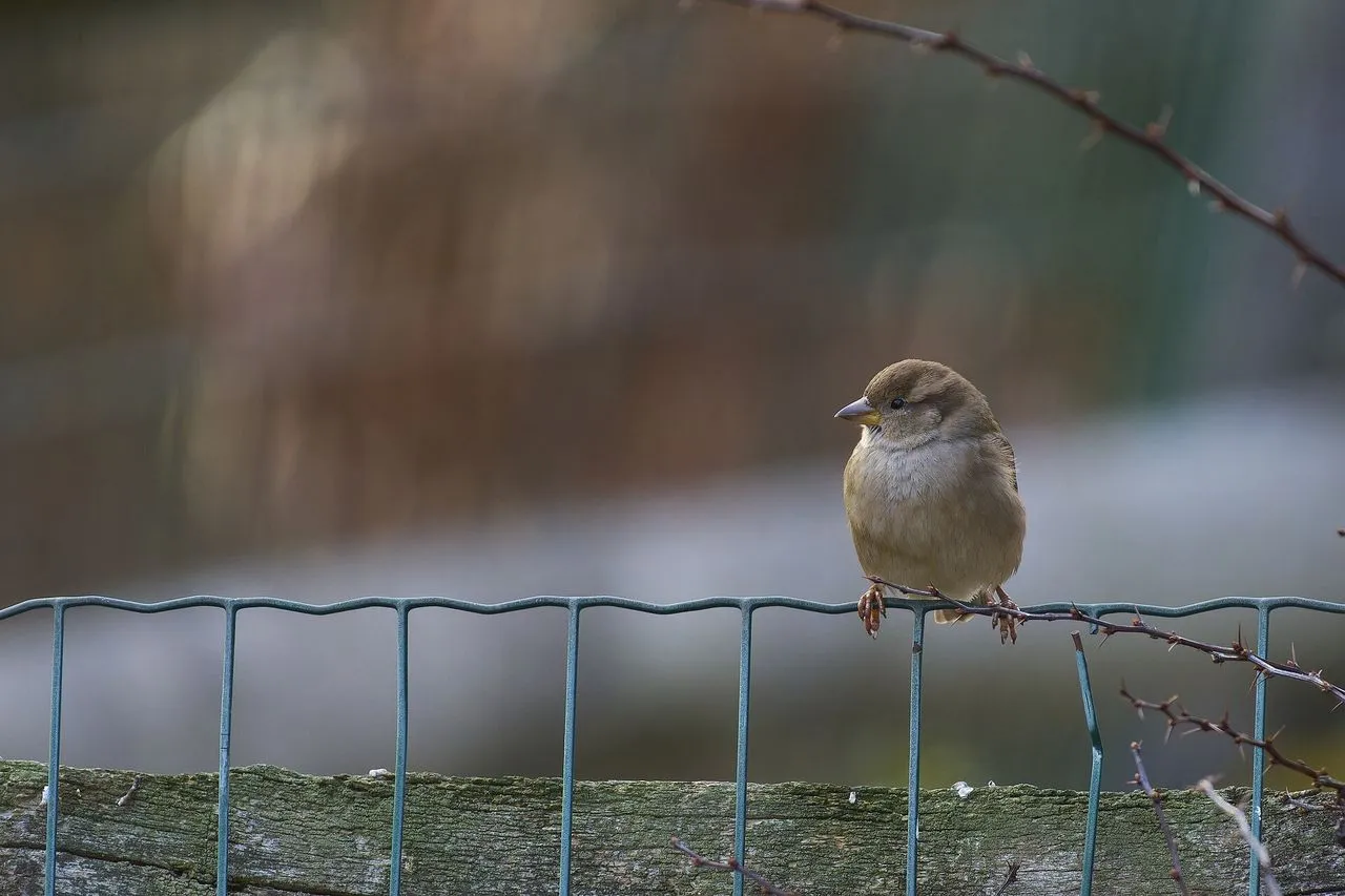 Managing Invasive Feeder Visitors: Starlings, House Sparrows & Cowbirds