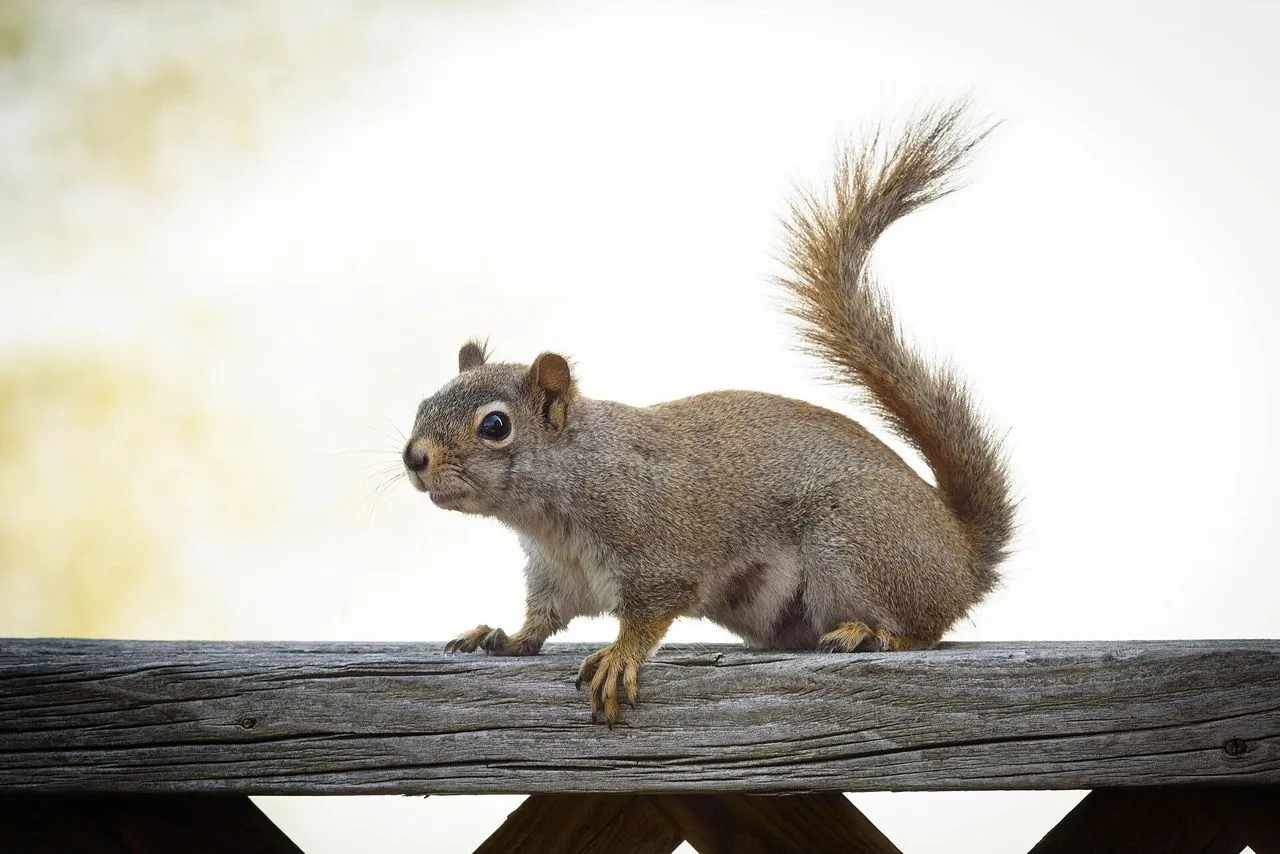 Squirrel-resistant Feeders: What Actually Works