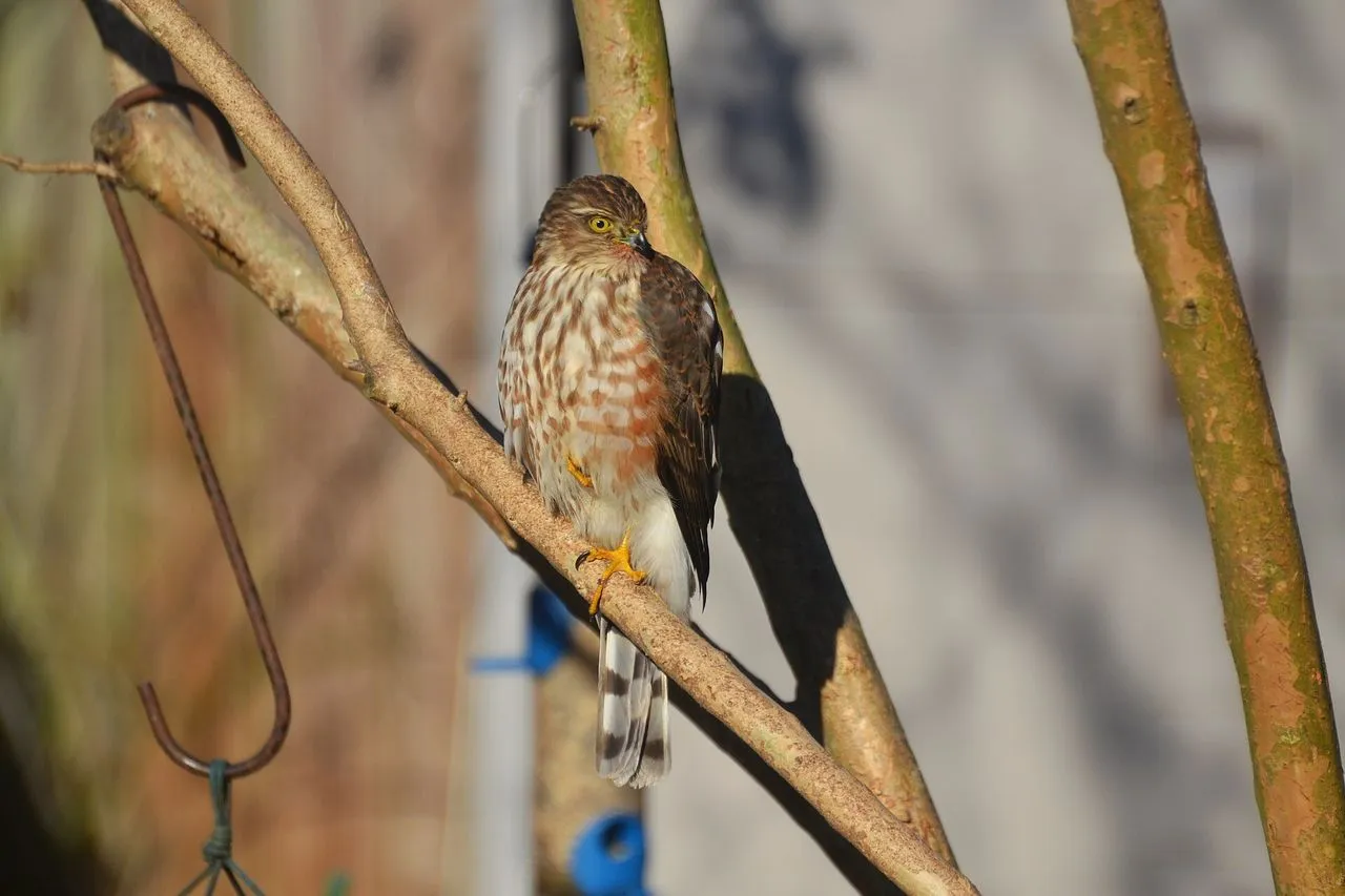 Predator-proofing Feeders: Cats, Hawks, and Window Strikes