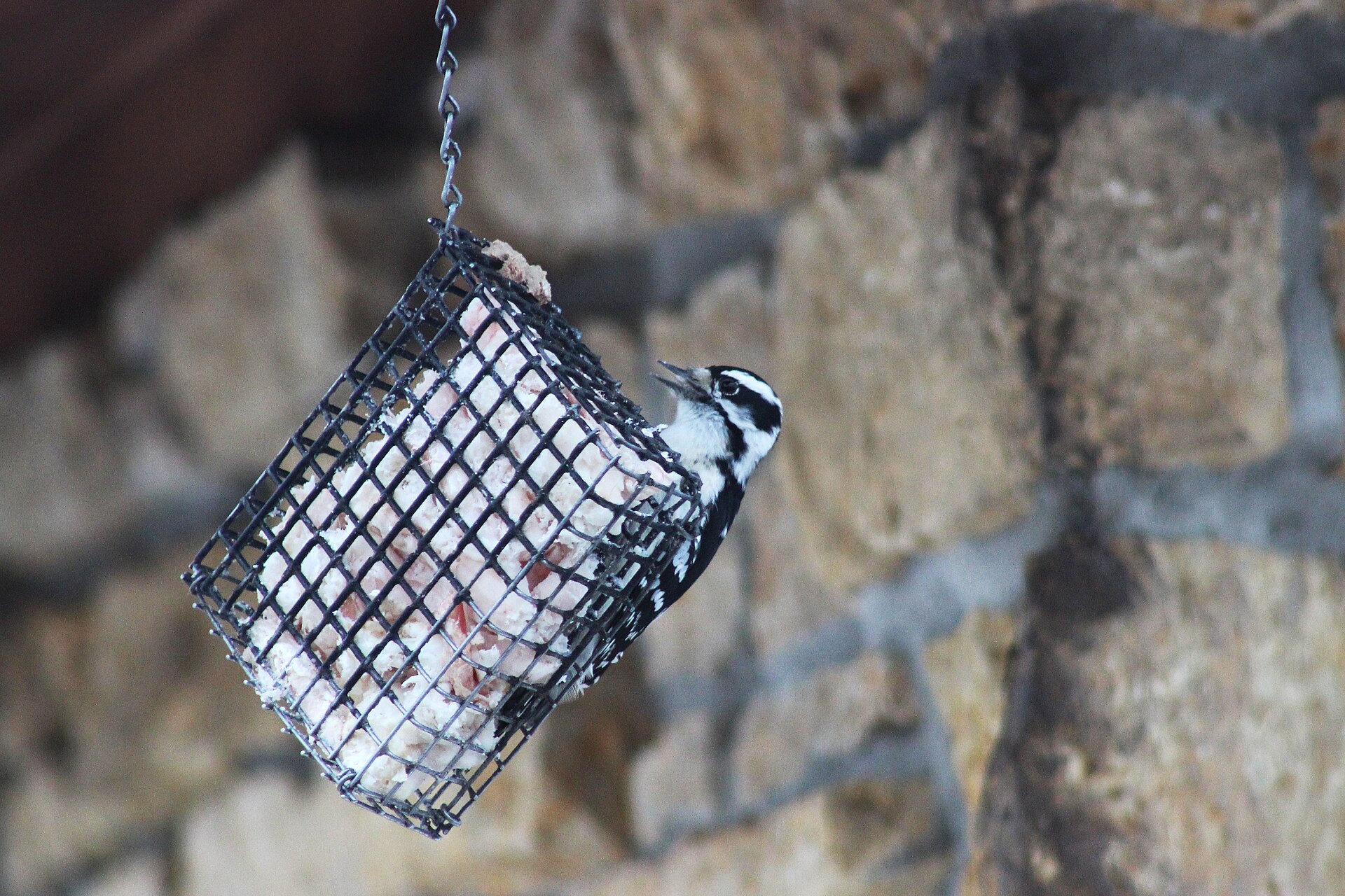 Spring Bird Migration Feeding: What to Offer and When