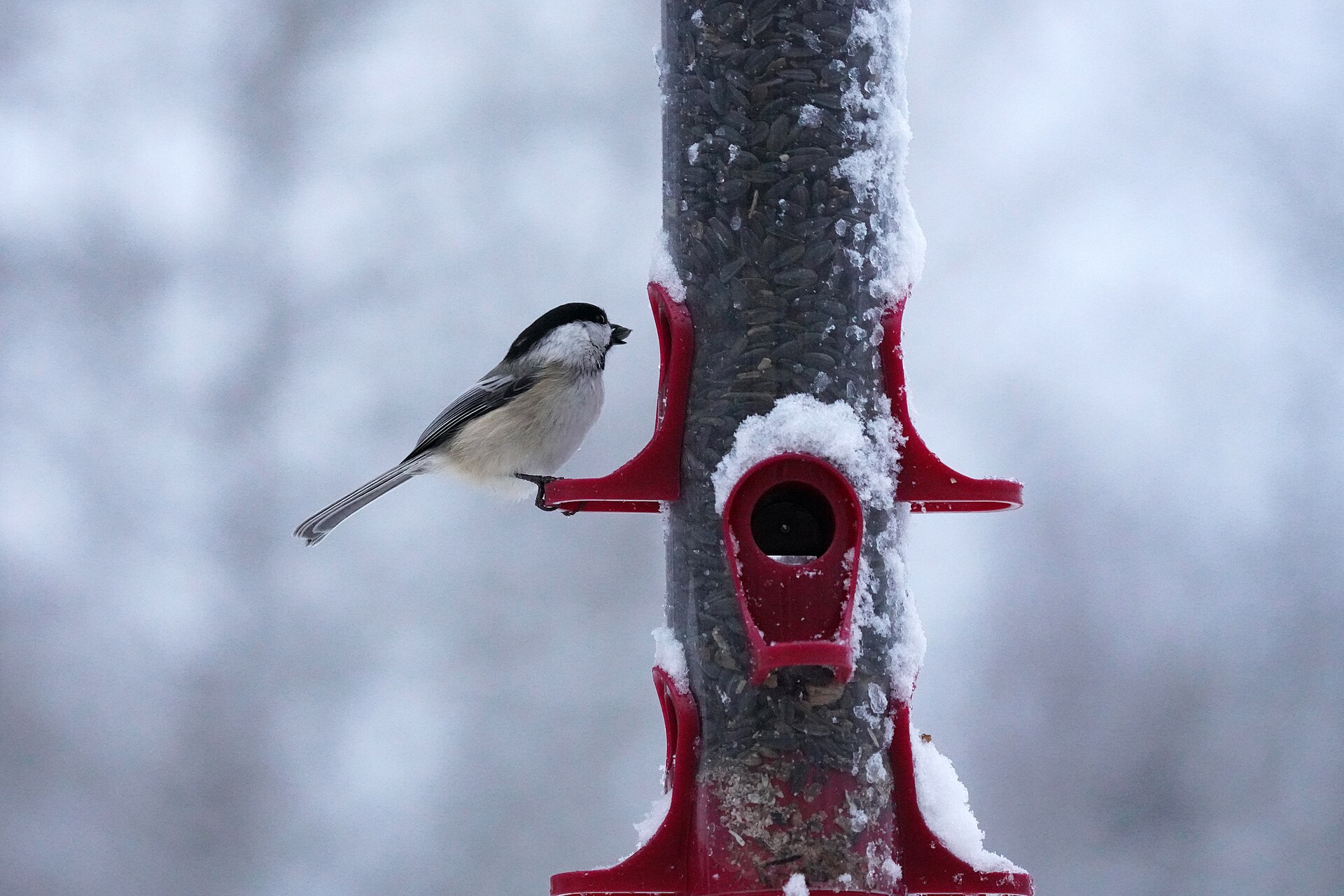 Dawn Chorus and Bird-watching Times