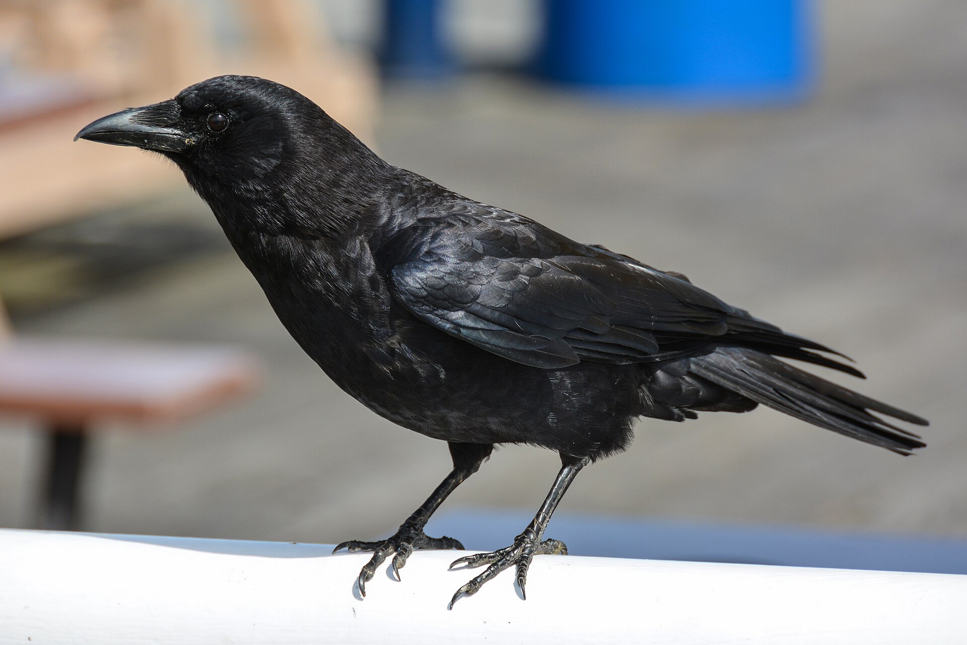 Why Are Crows Attacking Other Birds?