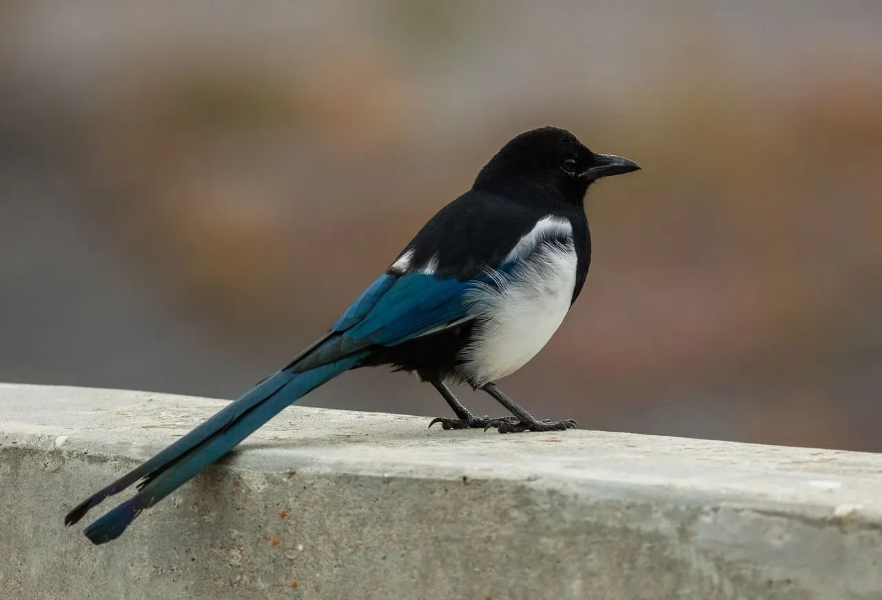 Black-billed Magpie (Pica hudsonia): The American West's Pied Corvid