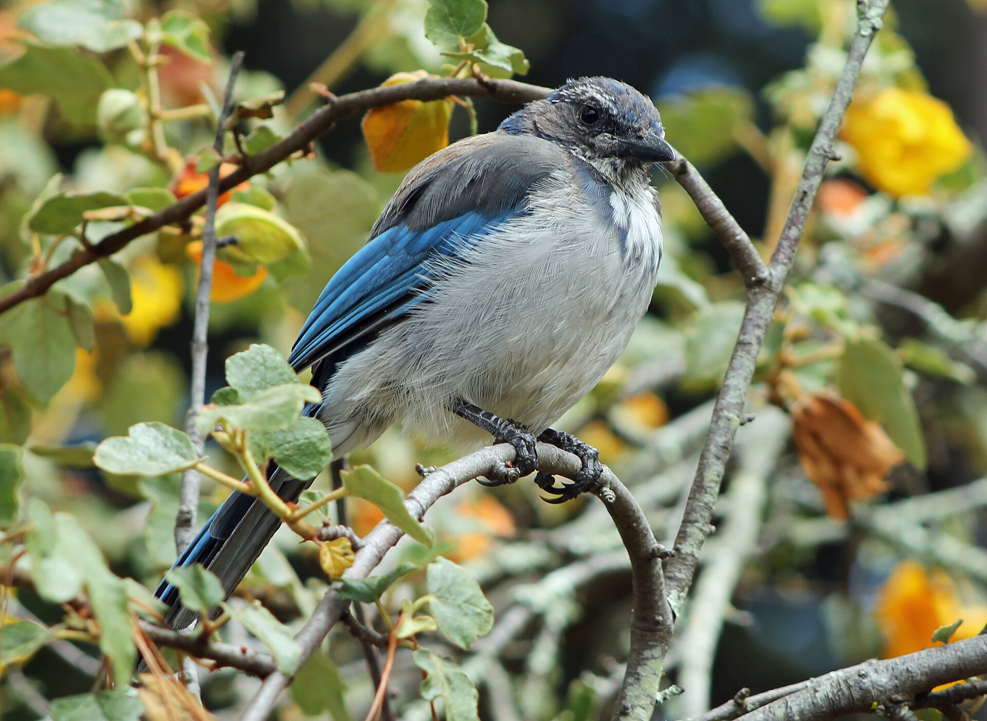 Why Corvids Are Intelligent: The Bird Brain Reconsidered