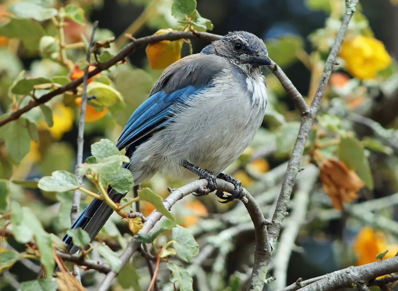 Why Corvids Are Intelligent: The Bird Brain Reconsidered