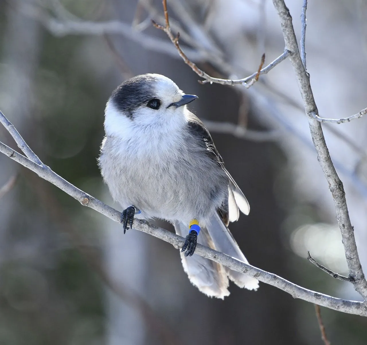 Canada Jay (Perisoreus canadensis): The Boreal Cache-builder