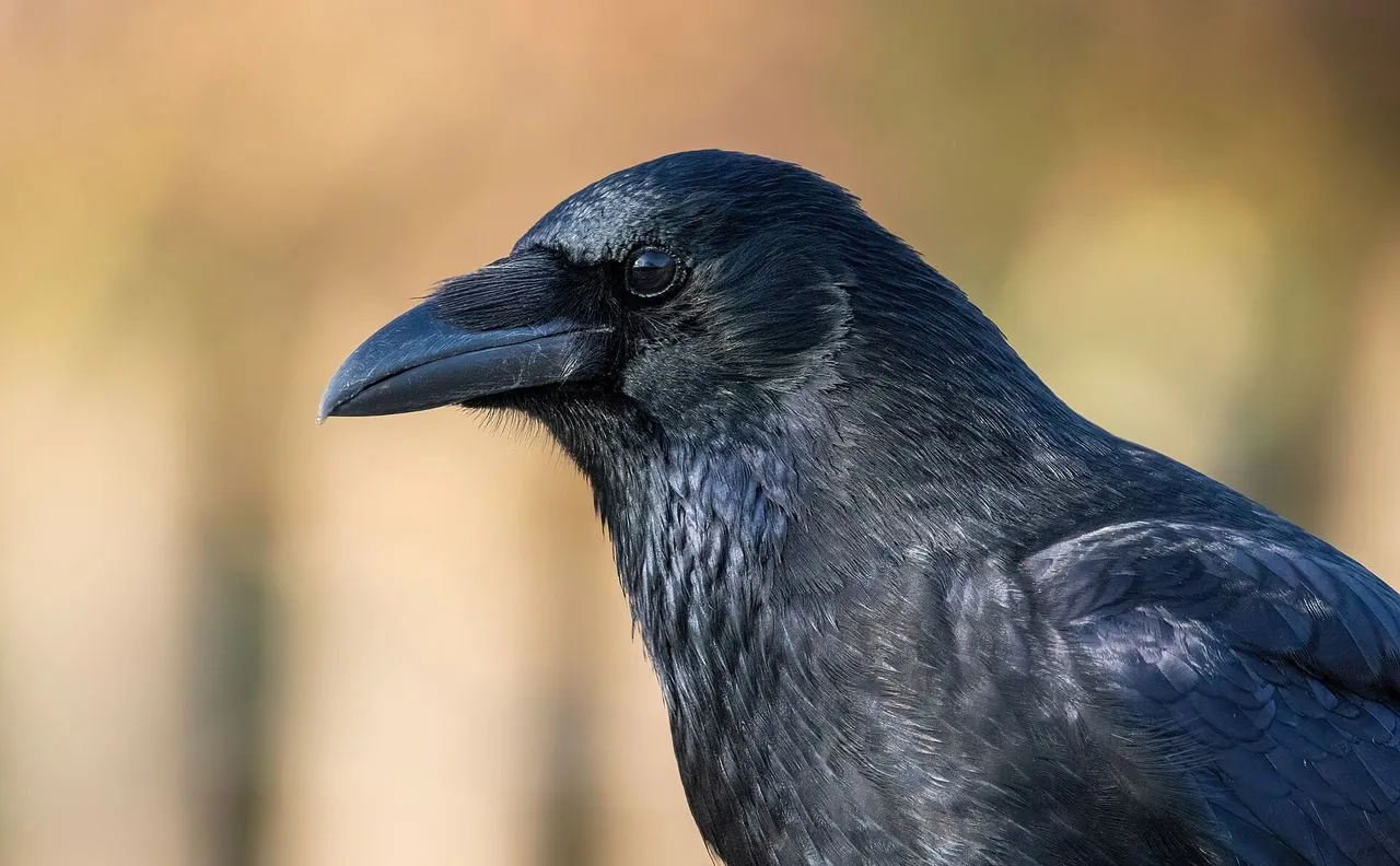Carrion Crow (Corvus corone): Britain's Default All-black Corvid