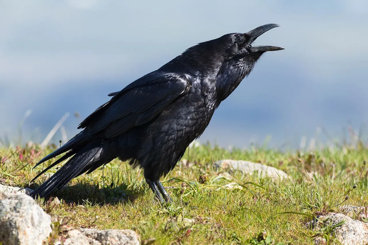 Common Raven (Corvus corax): Identification, Voice & Cognition