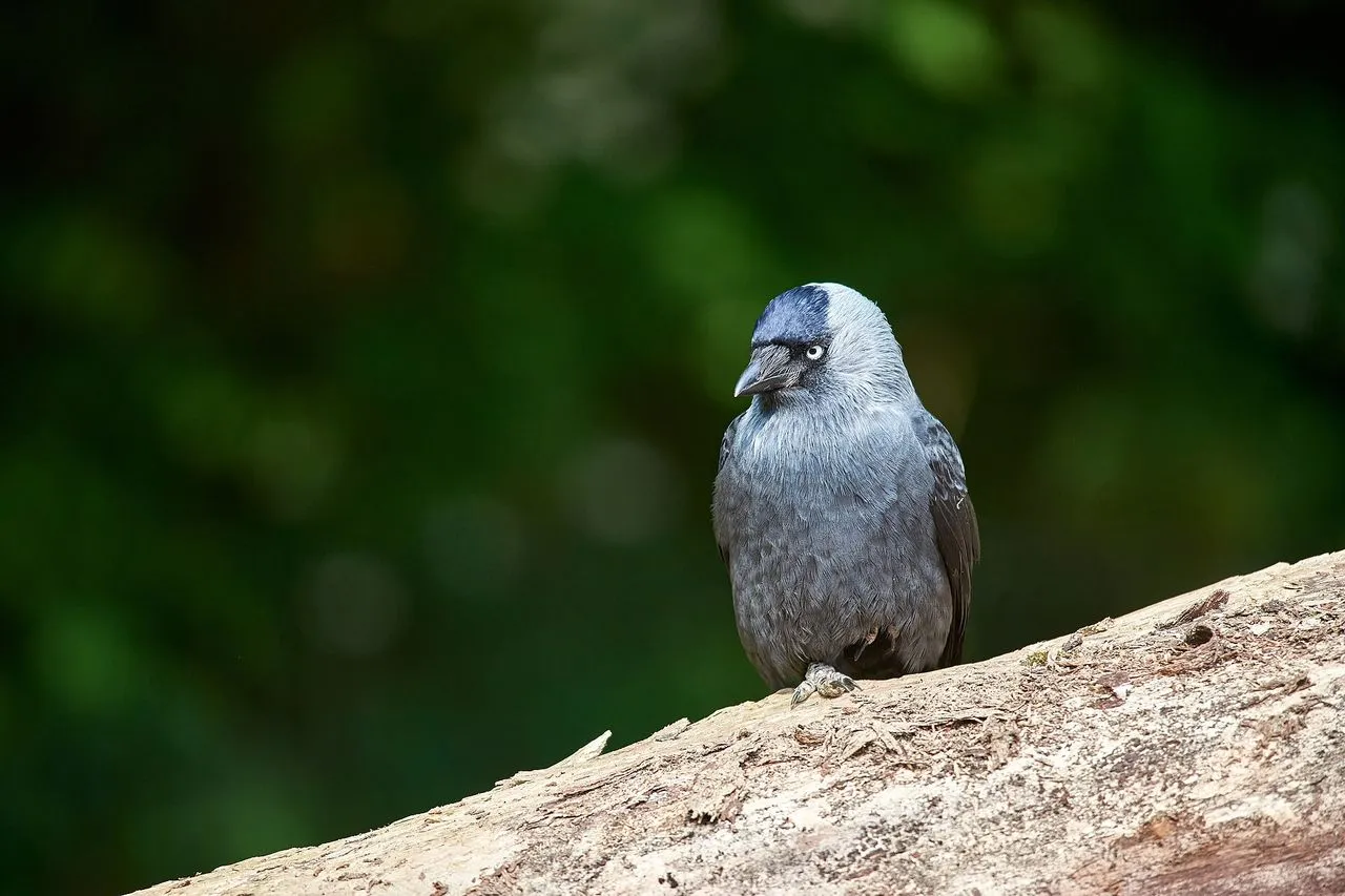Eurasian Jackdaw (Coloeus monedula): The Pale-eyed Chimney Corvid