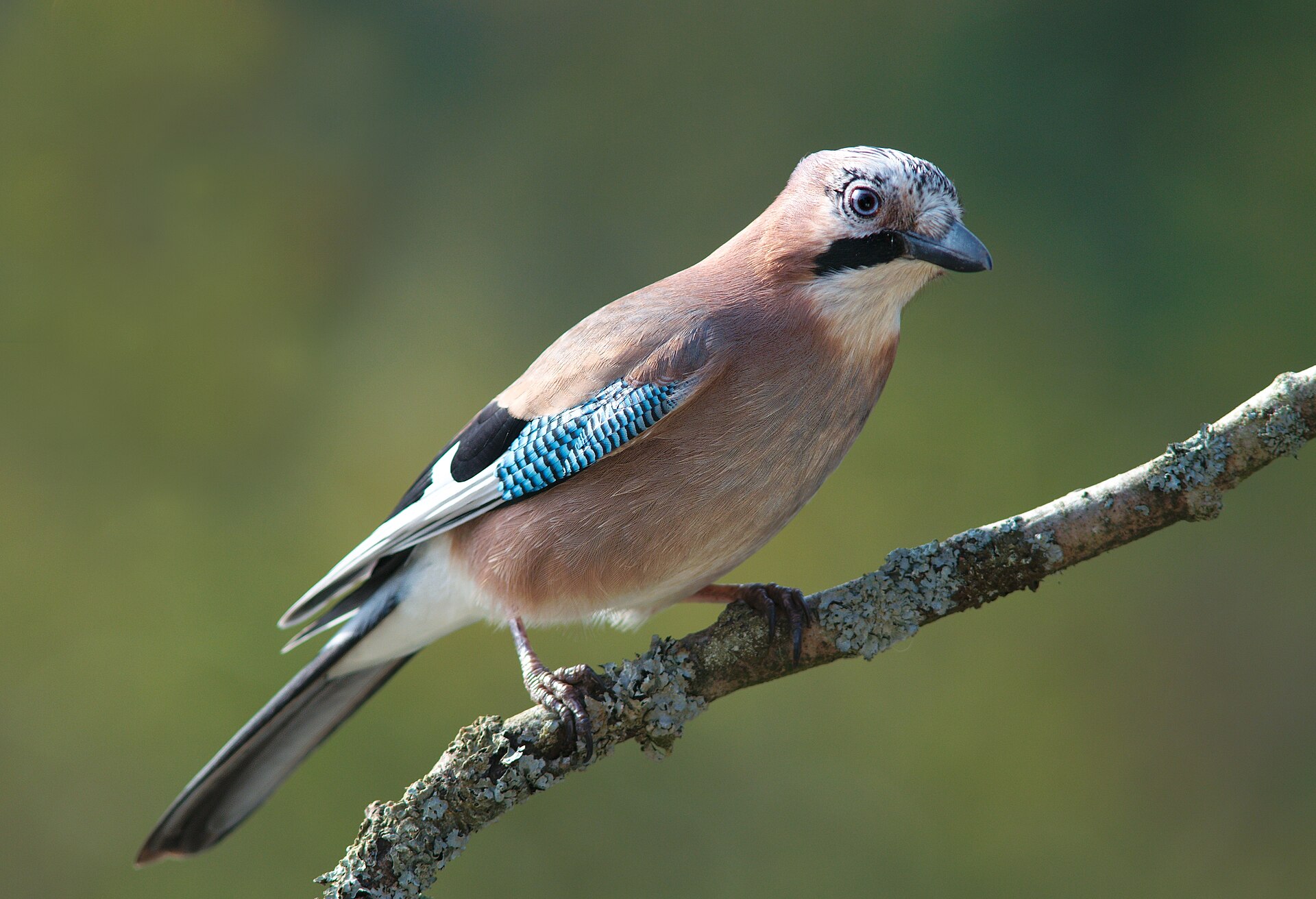 Clark's Nutcracker (Nucifraga columbiana): The Cache Master