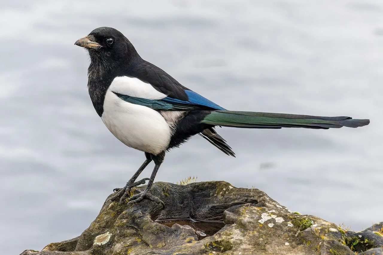 Eurasian Magpie (Pica pica): Mirror-self-recognition in a European Garden Bird
