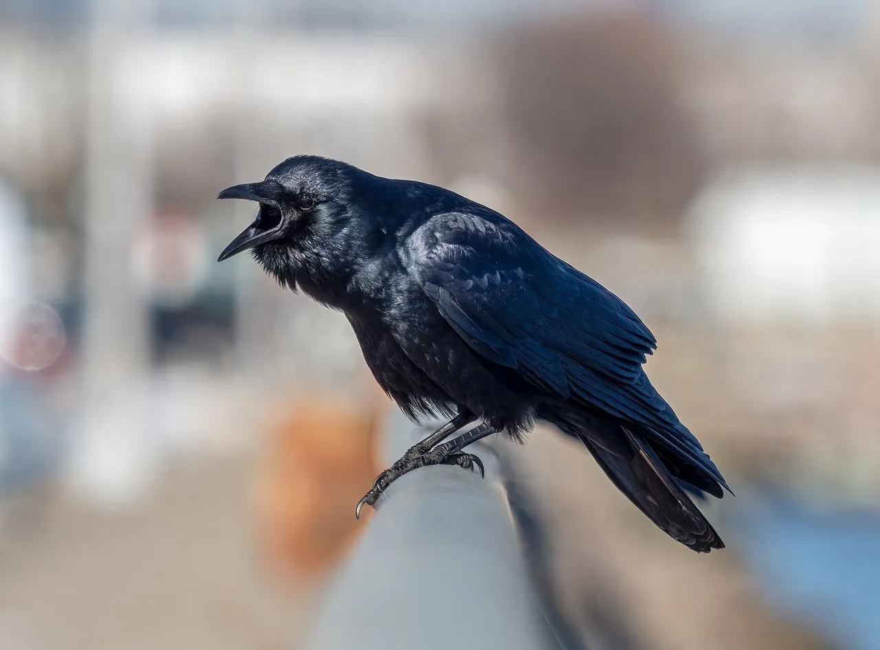 Fish Crow (Corvus ossifragus): Coastal Cousin of the American Crow