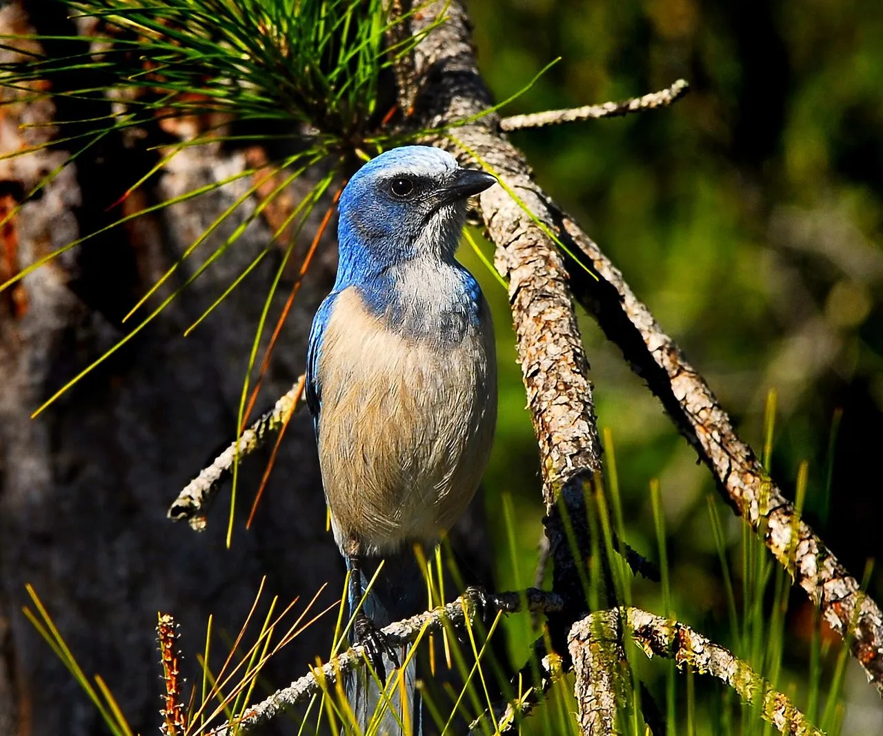 Florida Scrub-Jay (Aphelocoma coerulescens): Cooperative Breeder of Sand-pine Scrub