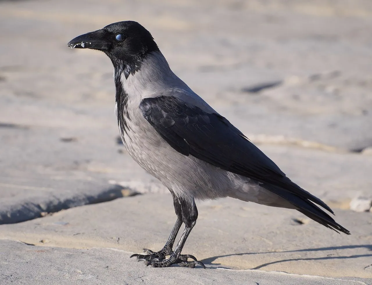 Hooded Crow (Corvus cornix): The Grey-bodied Crow