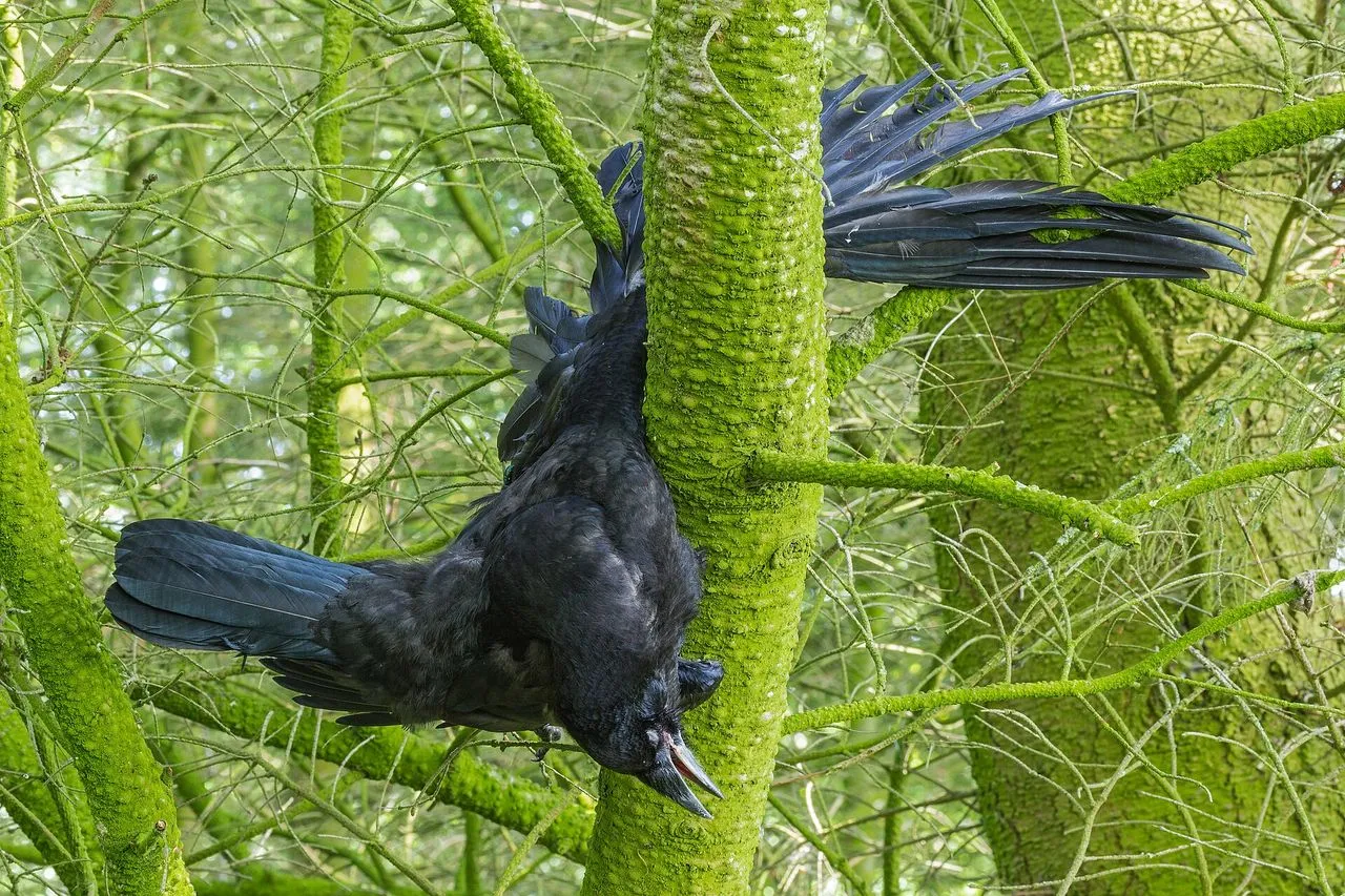 Rook (Corvus frugilegus): The Colonial Farmland Corvid