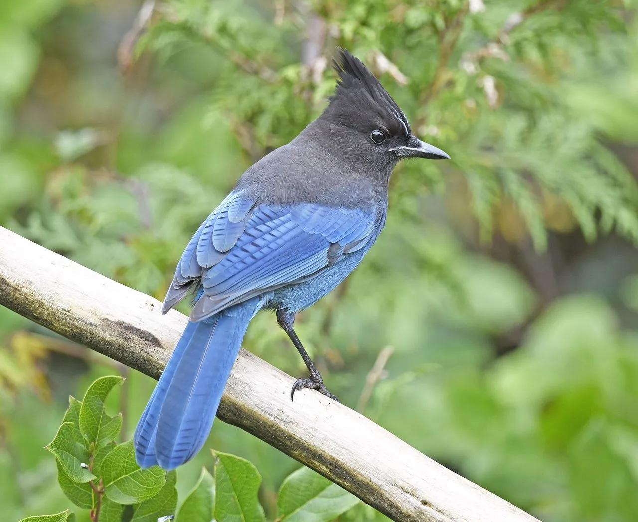 Steller's Jay (Cyanocitta stelleri): The Crested Western Jay