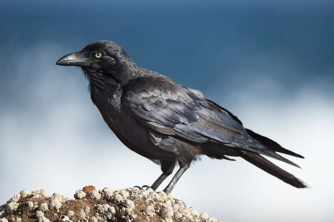The Complete Corvids Guide: Crows, Ravens, Jays & Magpies