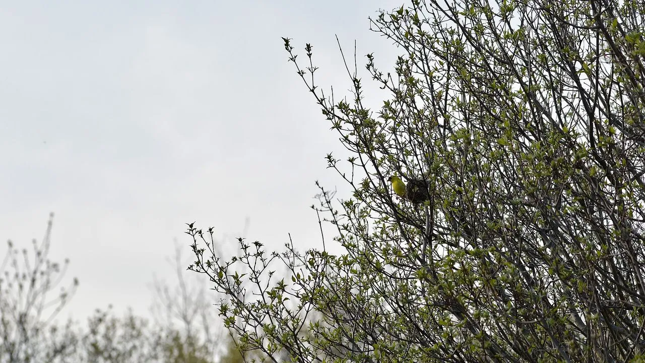 American Goldfinch (Spinus tristis): Identification, Diet & How to Attract