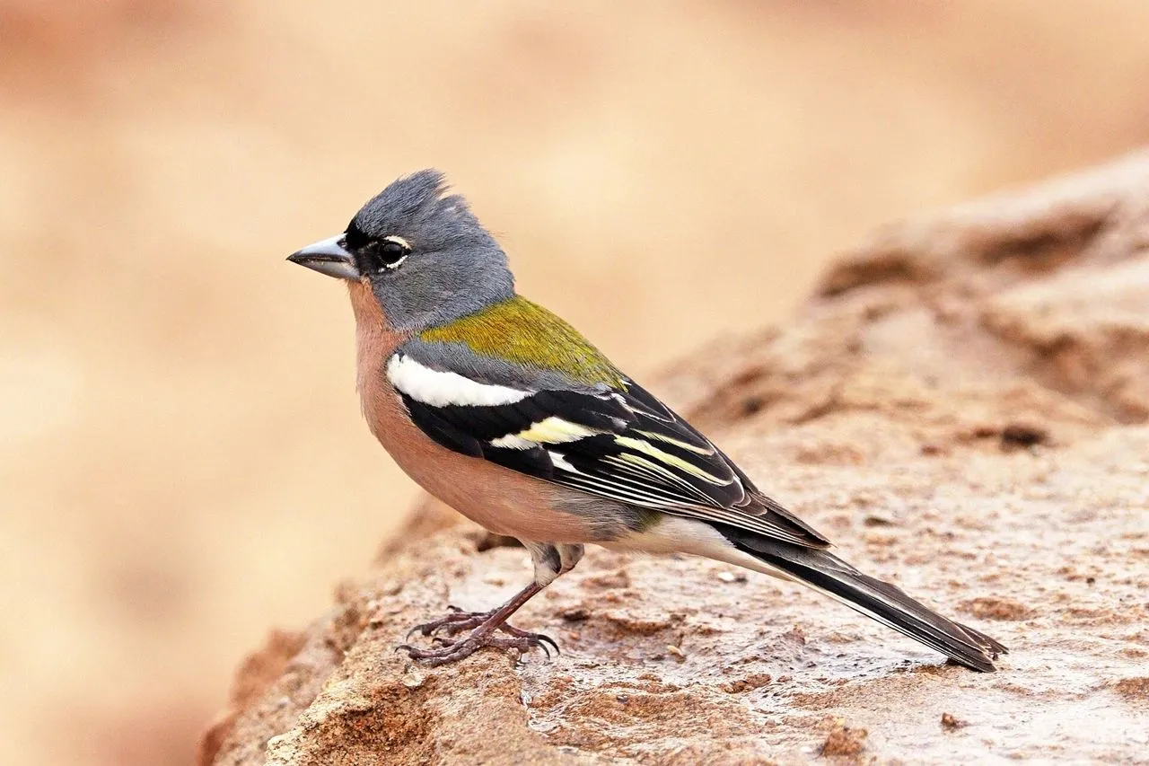 Common Chaffinch (Fringilla coelebs): Identification, Song & Dialect