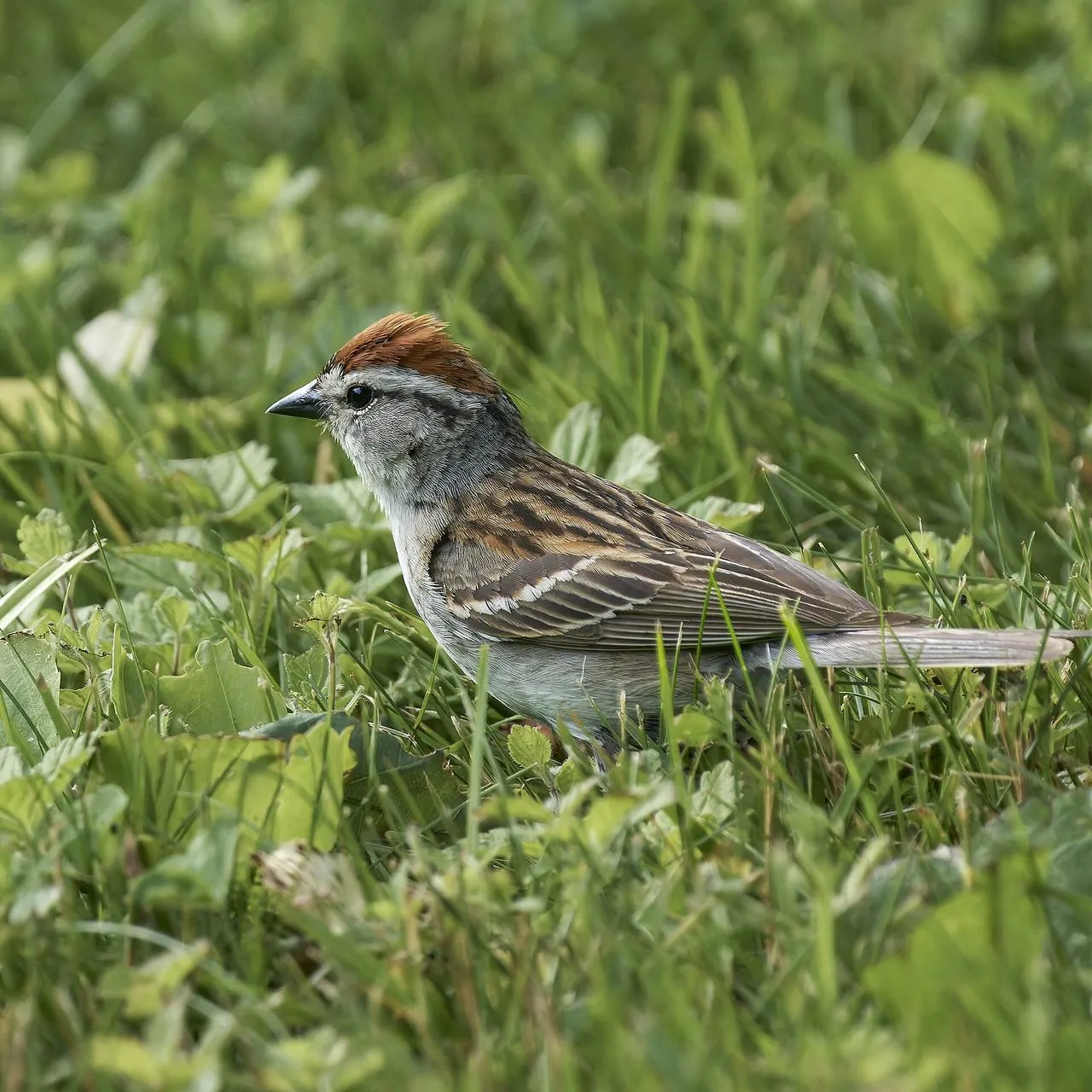 Chipping Sparrow (Spizella passerina): Identification, Song & Nesting