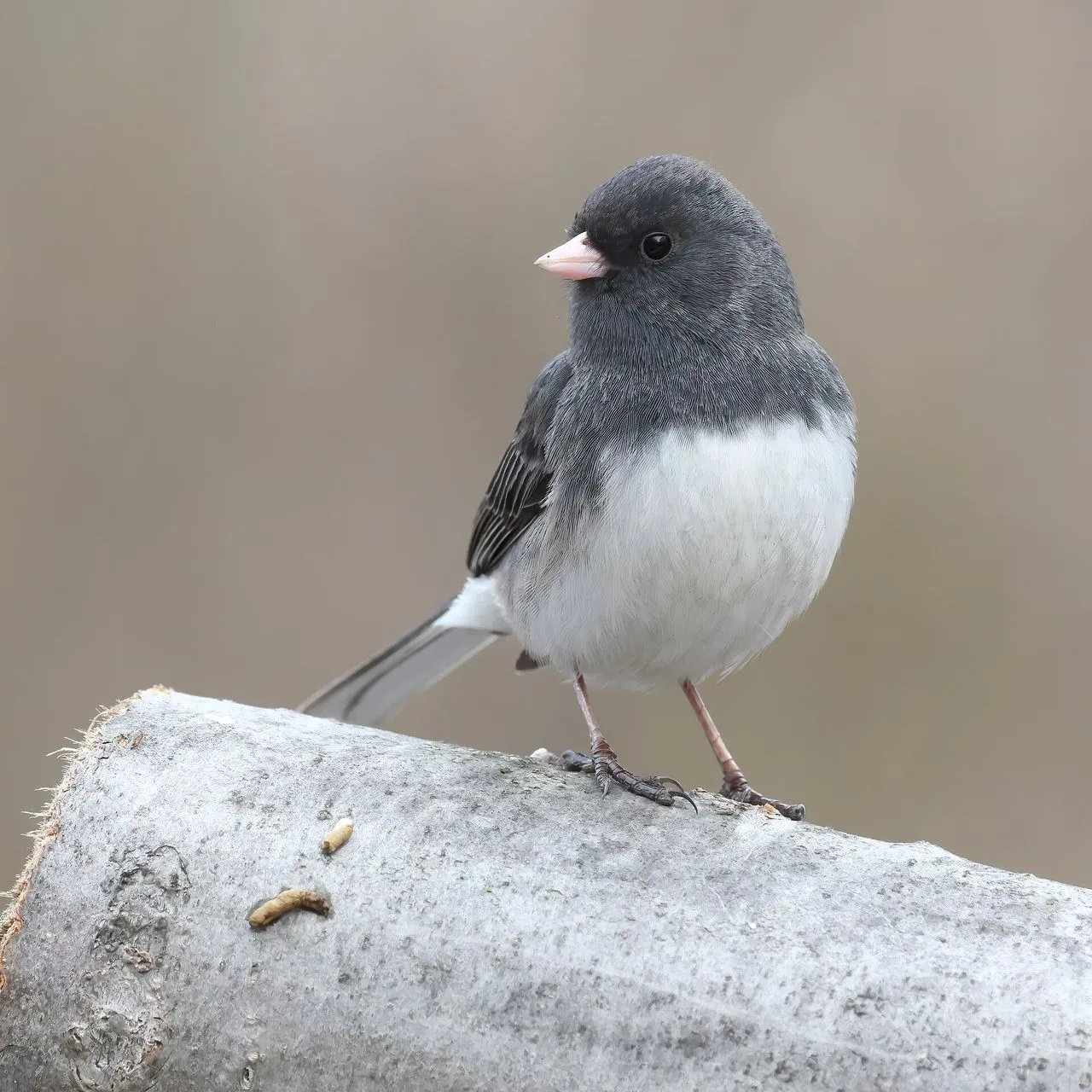 Dark-eyed Junco (Junco hyemalis): Subspecies, Identification & Winter Behaviour