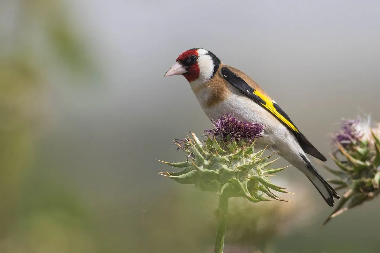 European Goldfinch (Carduelis carduelis): Identification, Song & Range
