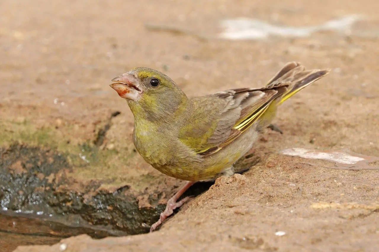 European Greenfinch (Chloris chloris): Identification, Song & Trichomonosis Decline