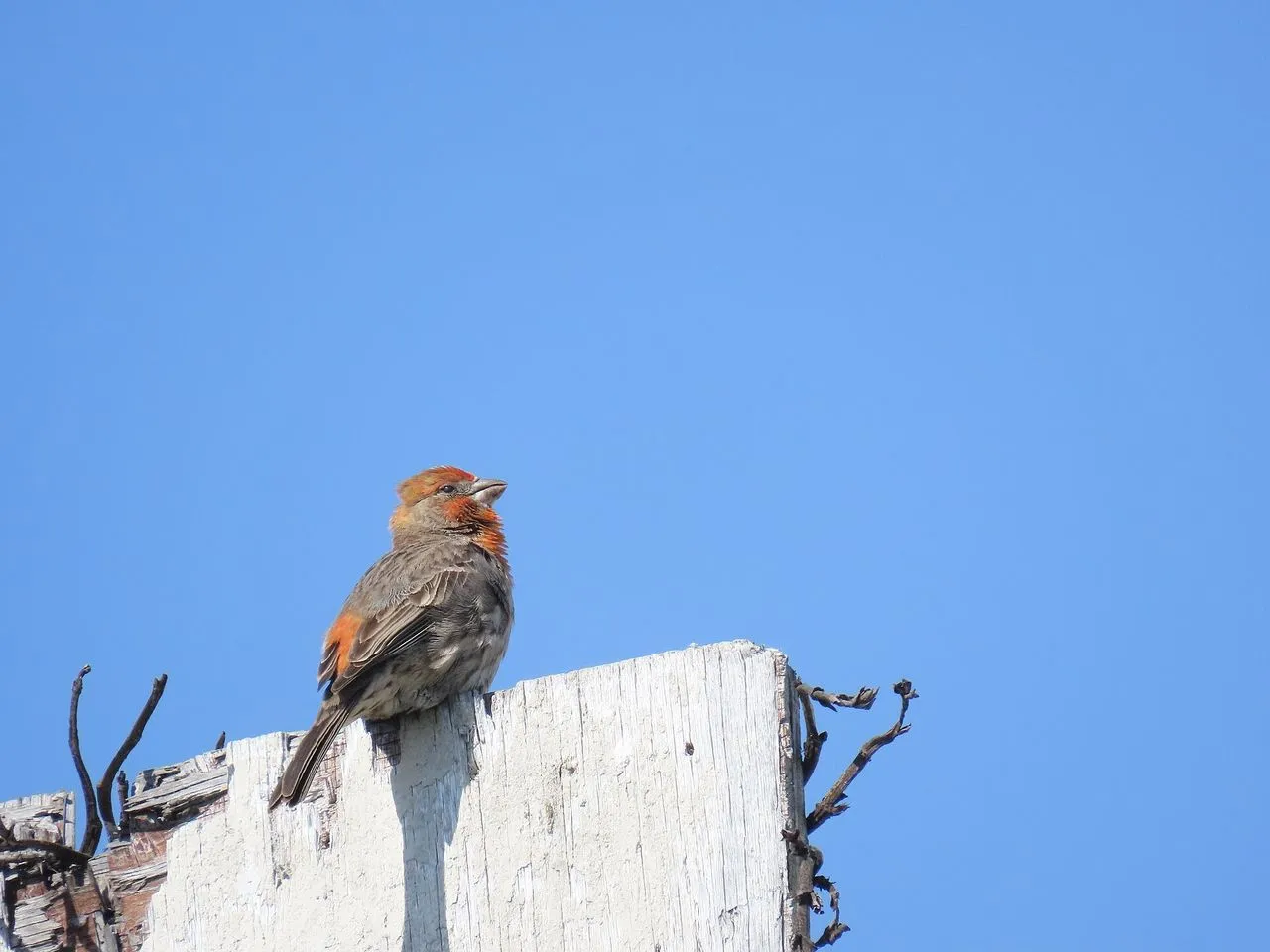 House Finch (Haemorhous mexicanus): Identification, Diet & Range Expansion