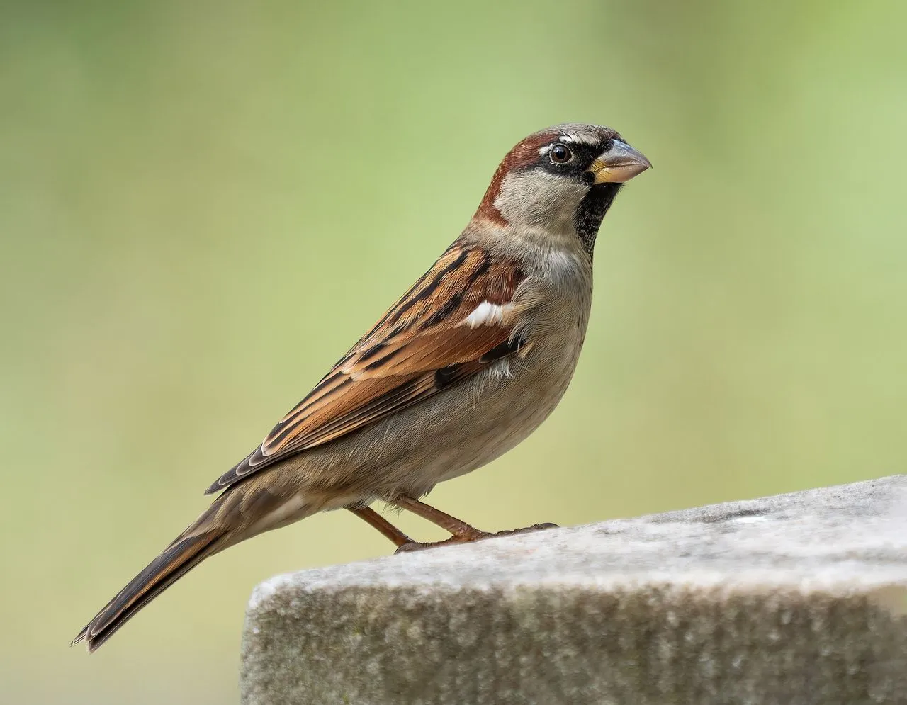 House Sparrow (Passer domesticus): Identification, Behaviour & Status