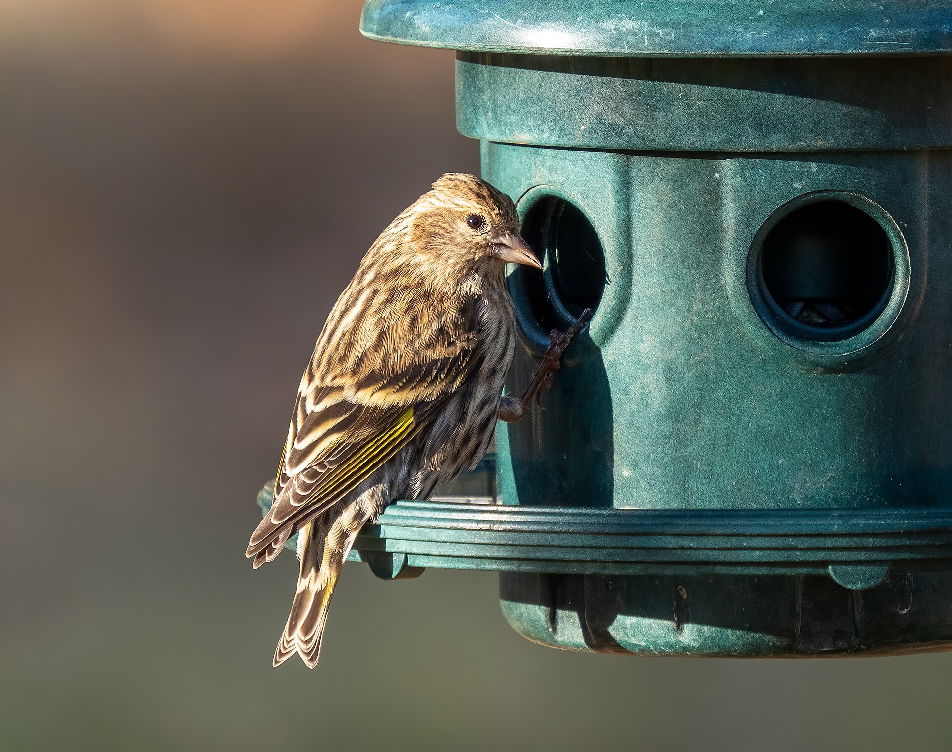 American vs European Goldfinch: How to Tell Them Apart