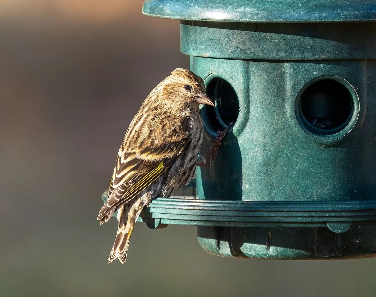 American vs European Goldfinch: How to Tell Them Apart