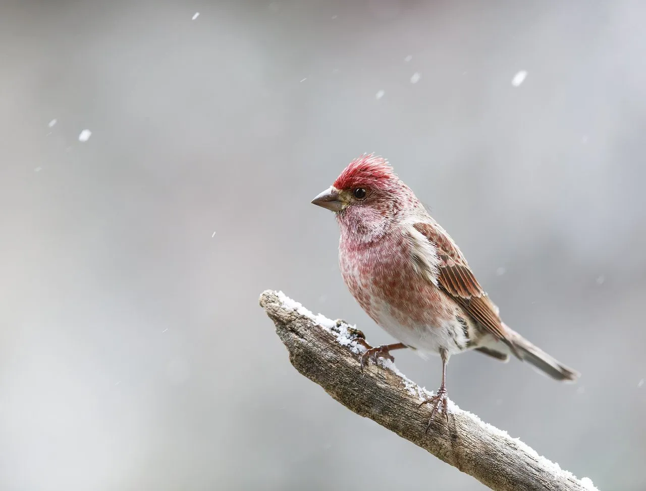 Purple Finch (Haemorhous purpureus): Identification & House Finch Confusion