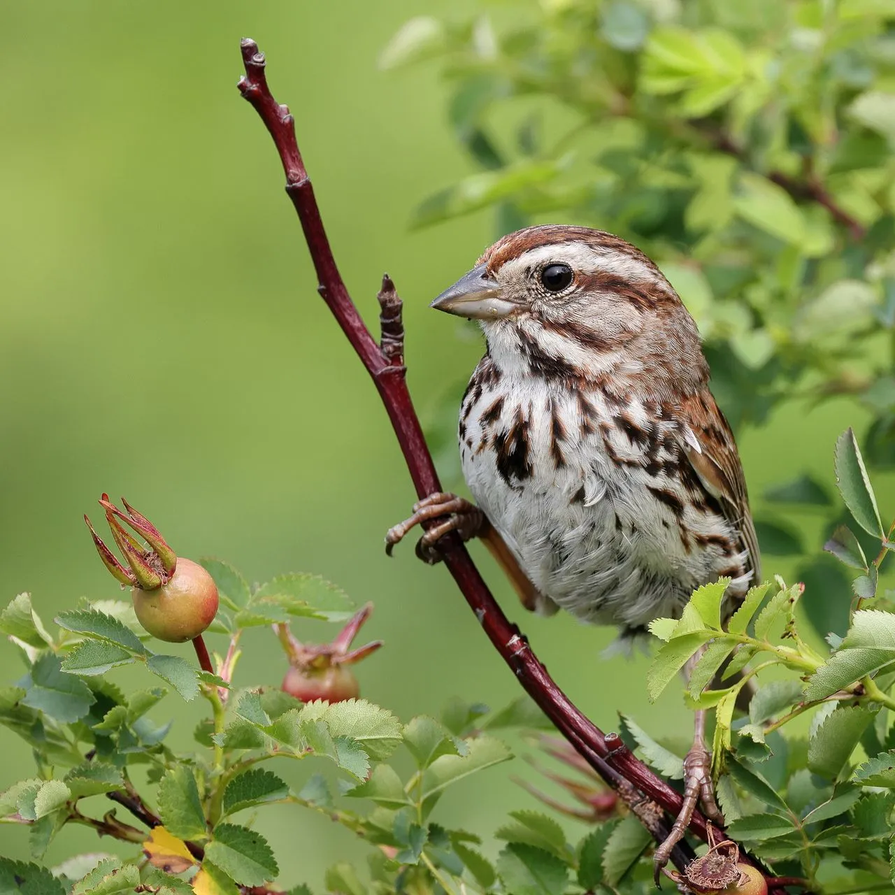 Song Sparrow (Melospiza melodia): Identification, Song & Geographic Variation