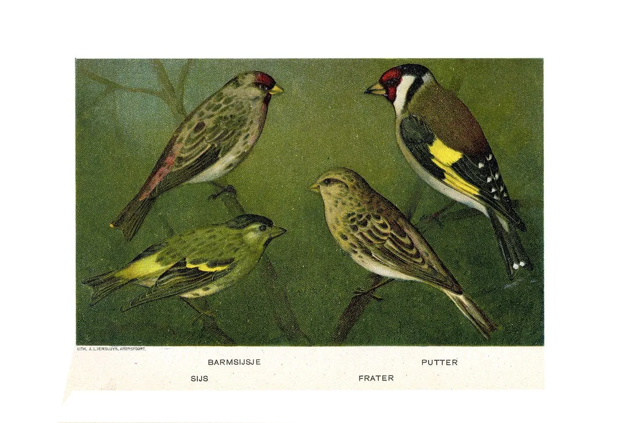 The Complete Finches & Sparrows Guide: Identification, Behaviour & Feeders