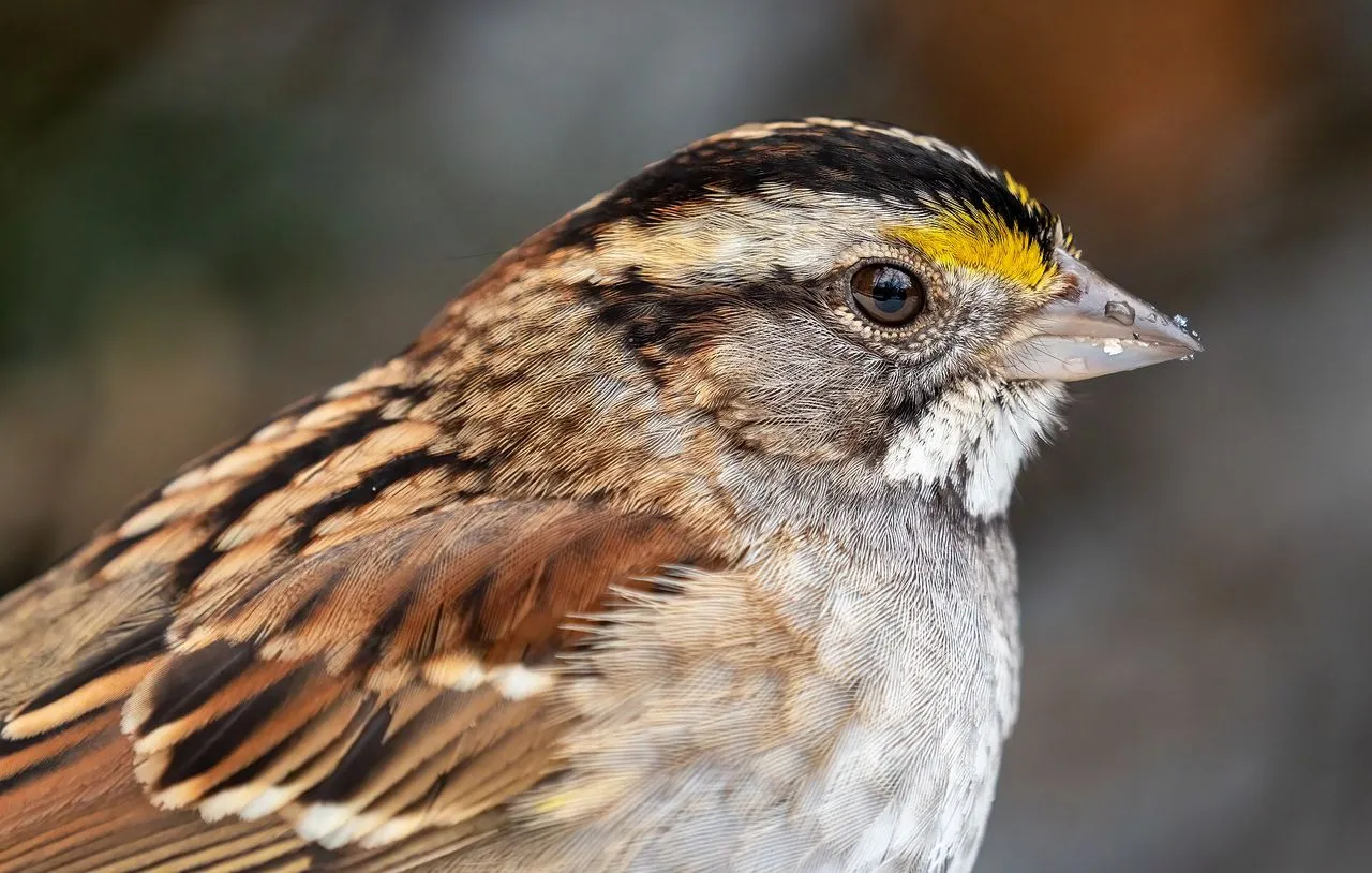 White-throated Sparrow (Zonotrichia albicollis): Morphs, Song & Identification