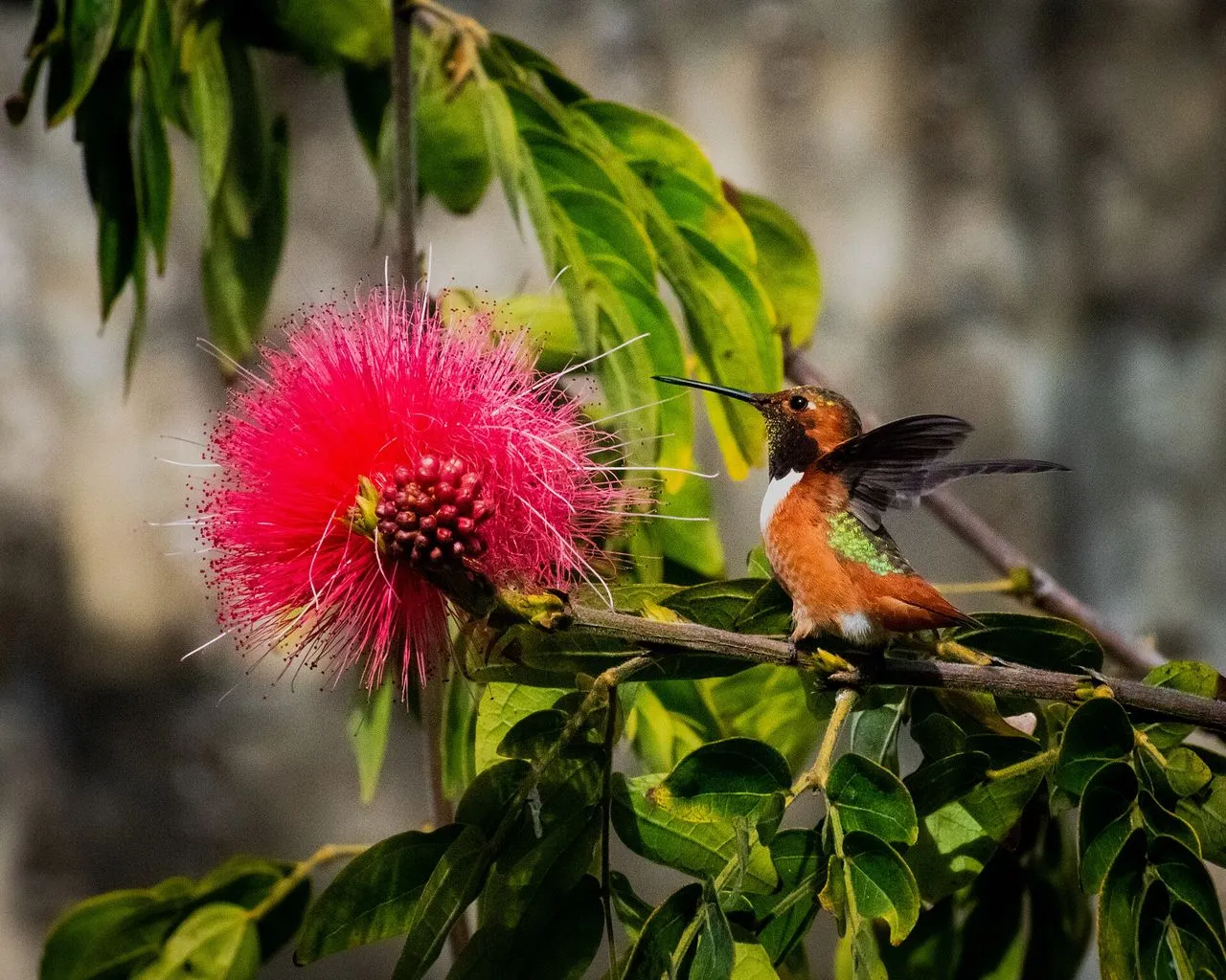 Allen's Hummingbird (Selasphorus sasin): Coastal California's Hummer