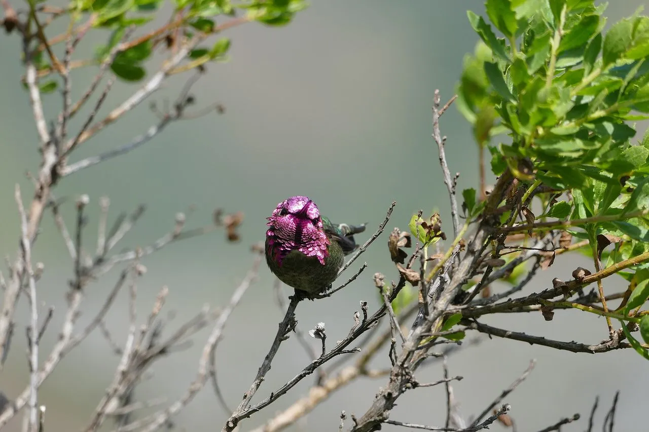 Anna's Hummingbird (Calypte anna): Identification & Year-round Residence