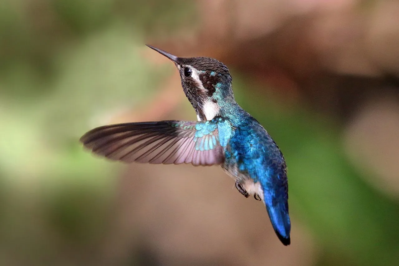 Bee Hummingbird (Mellisuga helenae): The World's Smallest Bird
