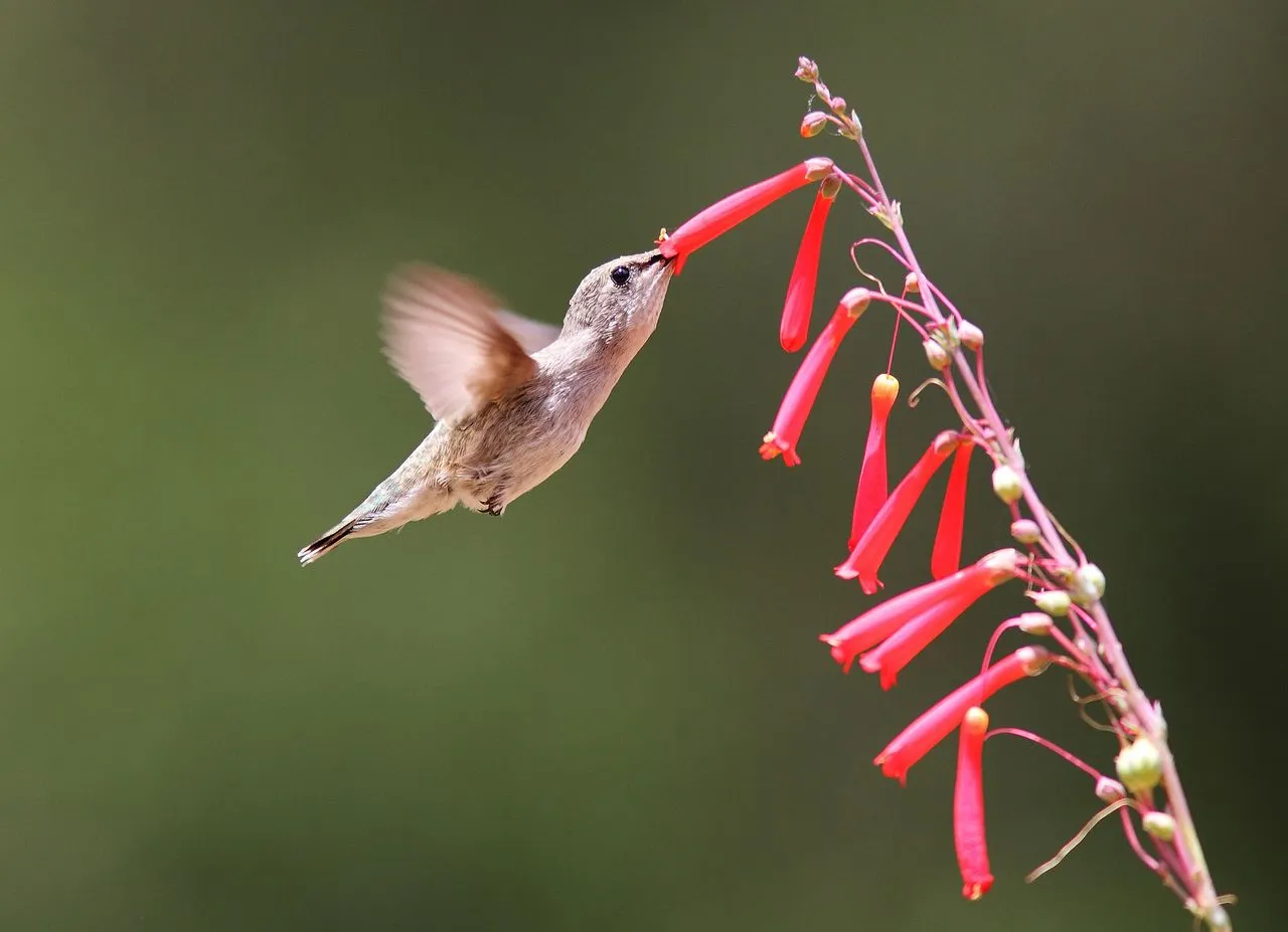 Black-chinned Hummingbird (Archilochus alexandri): The Western Counterpart of Ruby-throated
