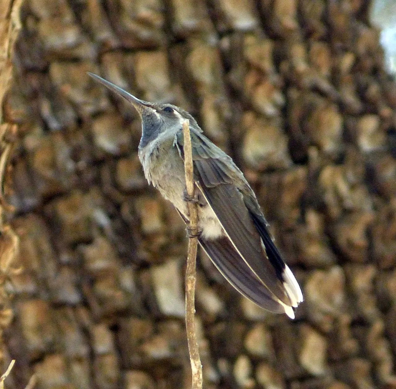 Blue-throated Mountaingem (Lampornis clemenciae): The Largest Hummer in the United States