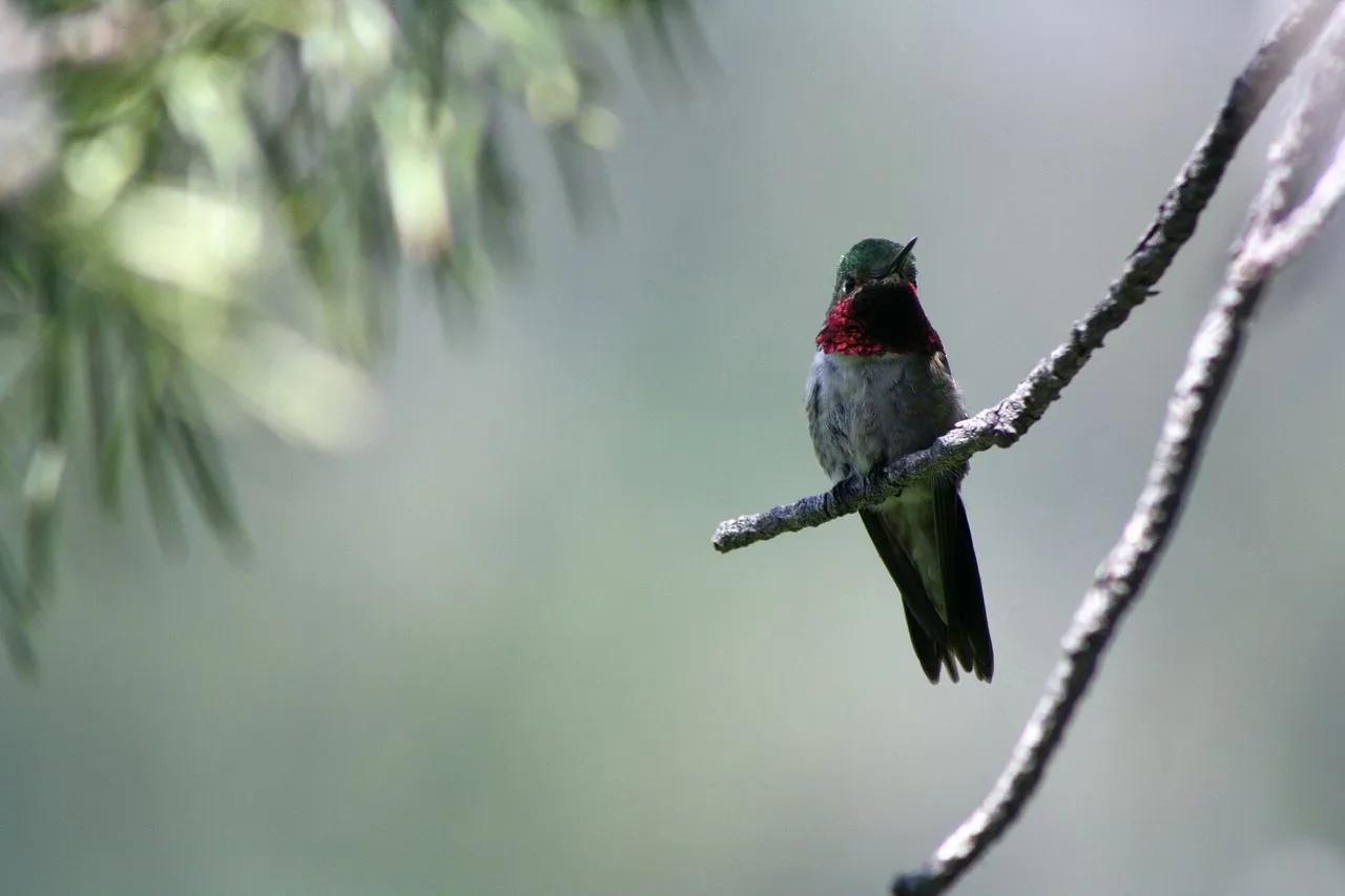 Broad-tailed Hummingbird (Selasphorus platycercus): The Wing-trilling Mountain Hummer