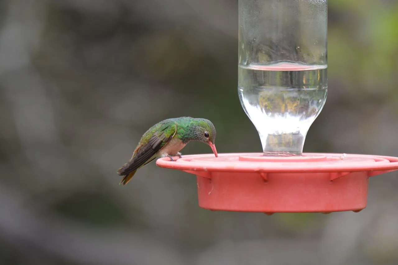 Buff-bellied Hummingbird (Amazilia yucatanensis): The Texas-coast Resident Hummer