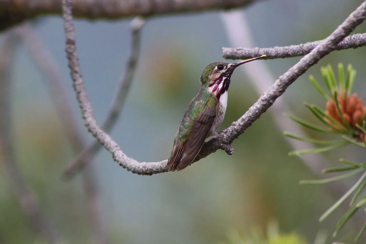 Calliope Hummingbird (Selasphorus calliope): The Smallest Hummer in North America