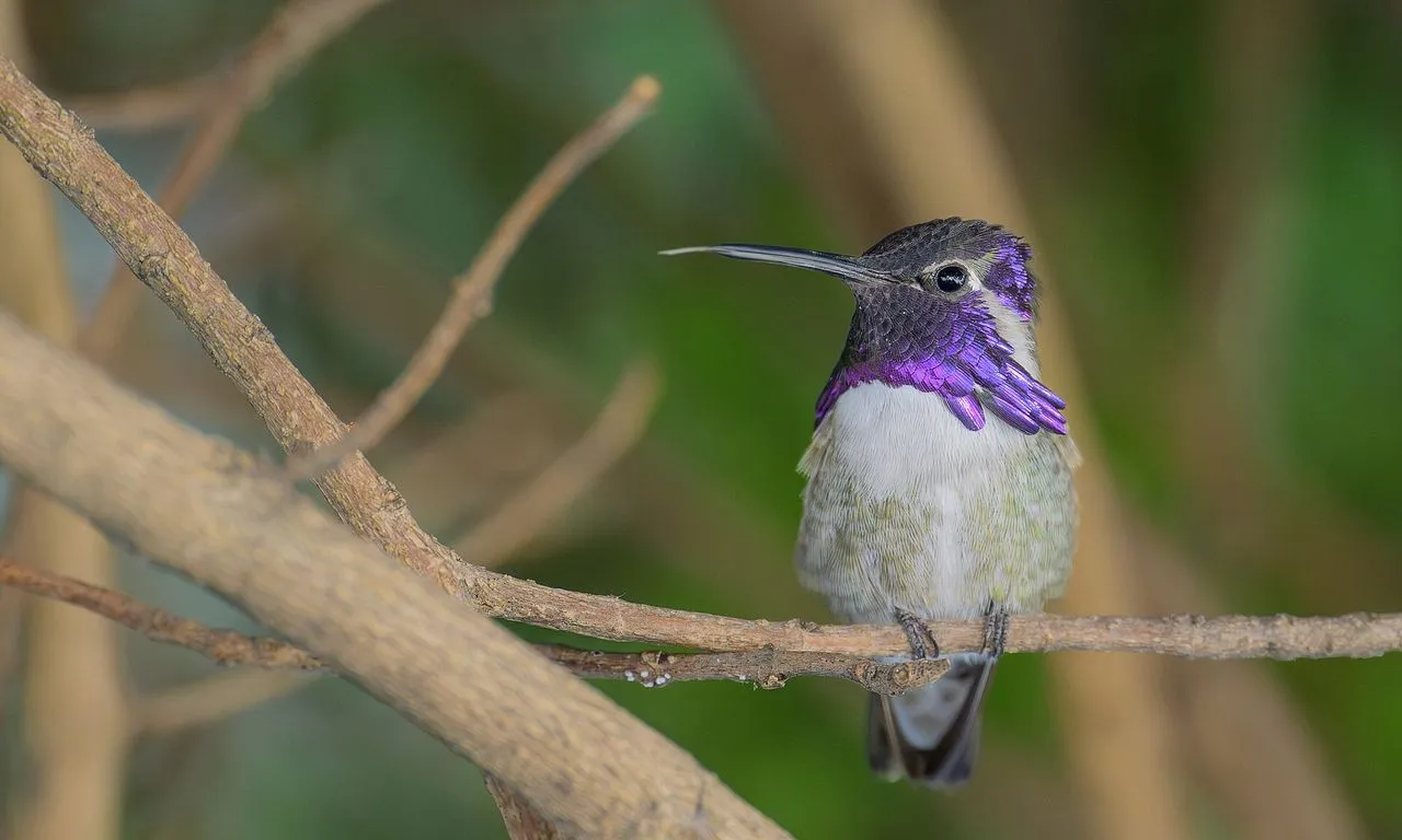 Costa's Hummingbird (Calypte costae): The Desert Hummer