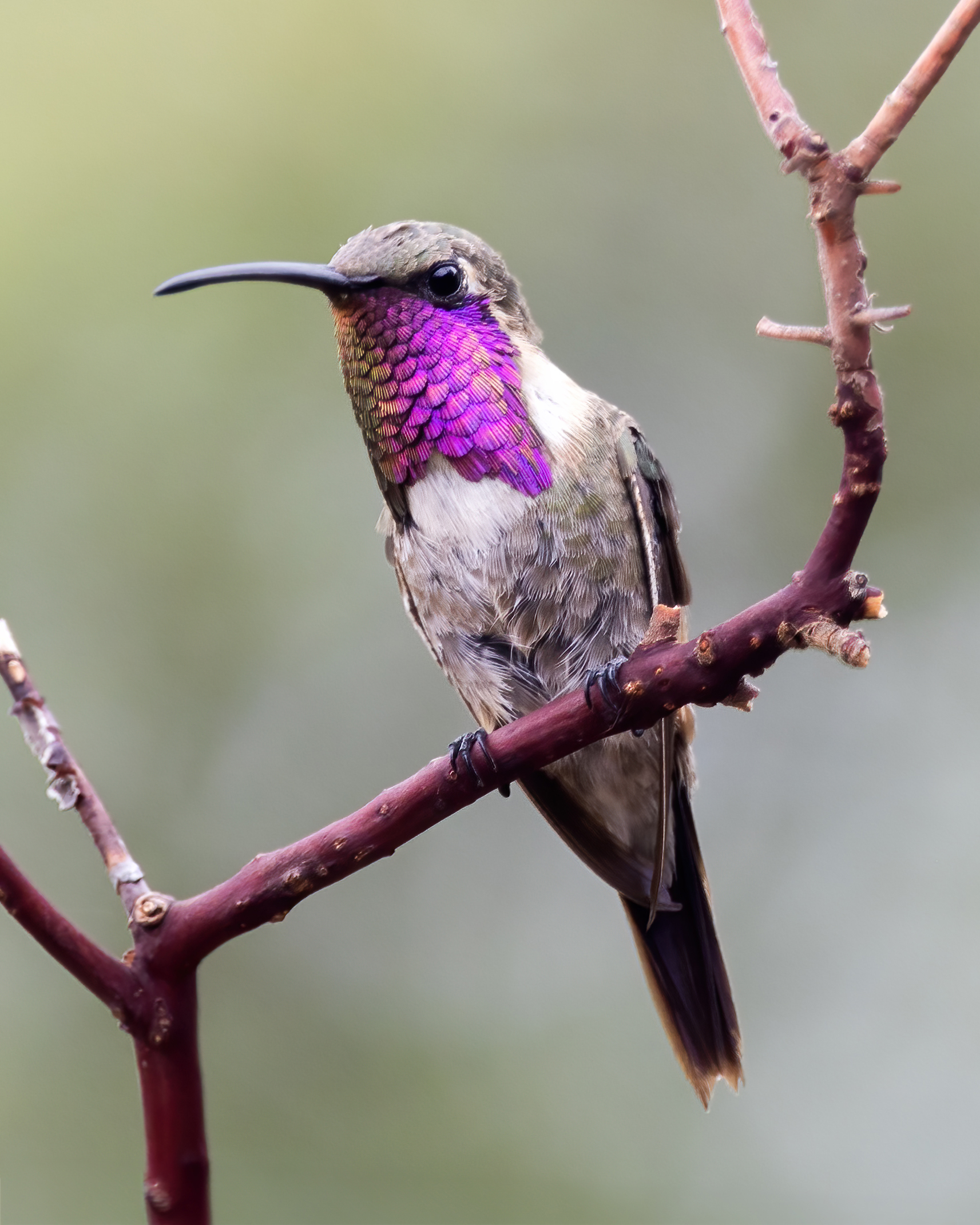 Allen's vs Rufous Hummingbird: The Pacific Coast ID Nightmare
