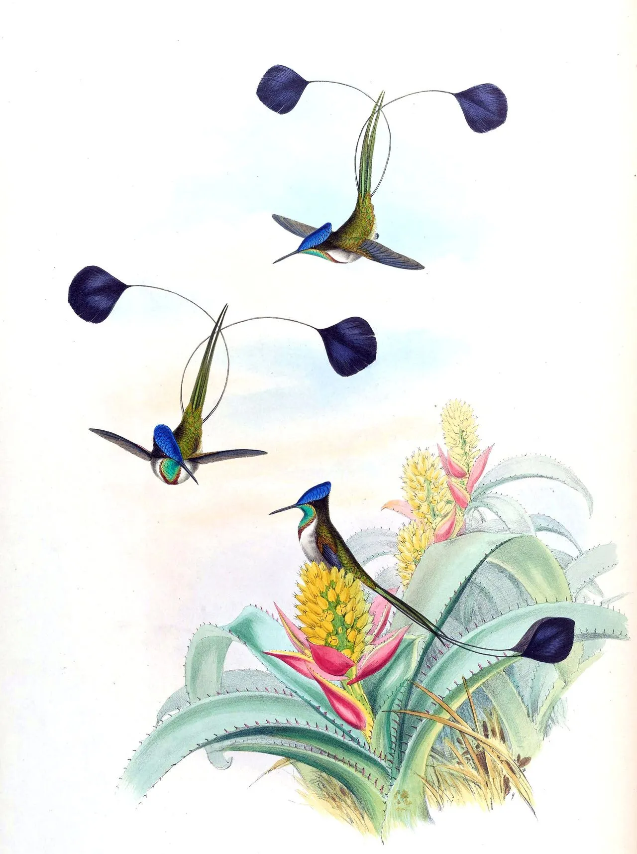 Marvelous Spatuletail (Loddigesia mirabilis): The Four-feathered Tail Display