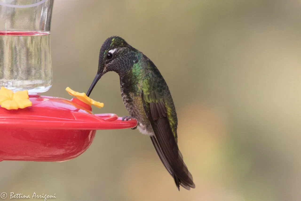 Rivoli's Hummingbird (Eugenes fulgens): The Large Mountain Hummer