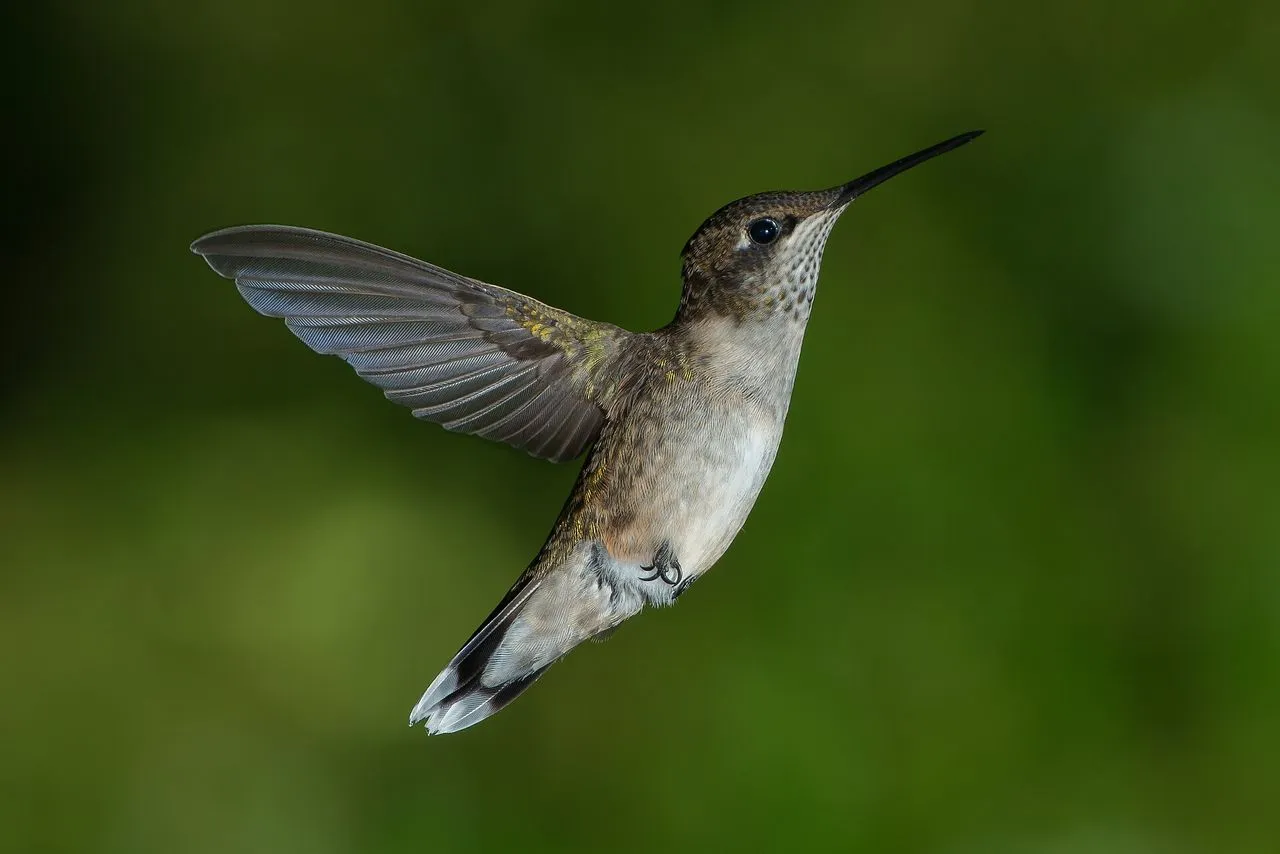 Ruby-throated Hummingbird (Archilochus colubris): Identification & Migration